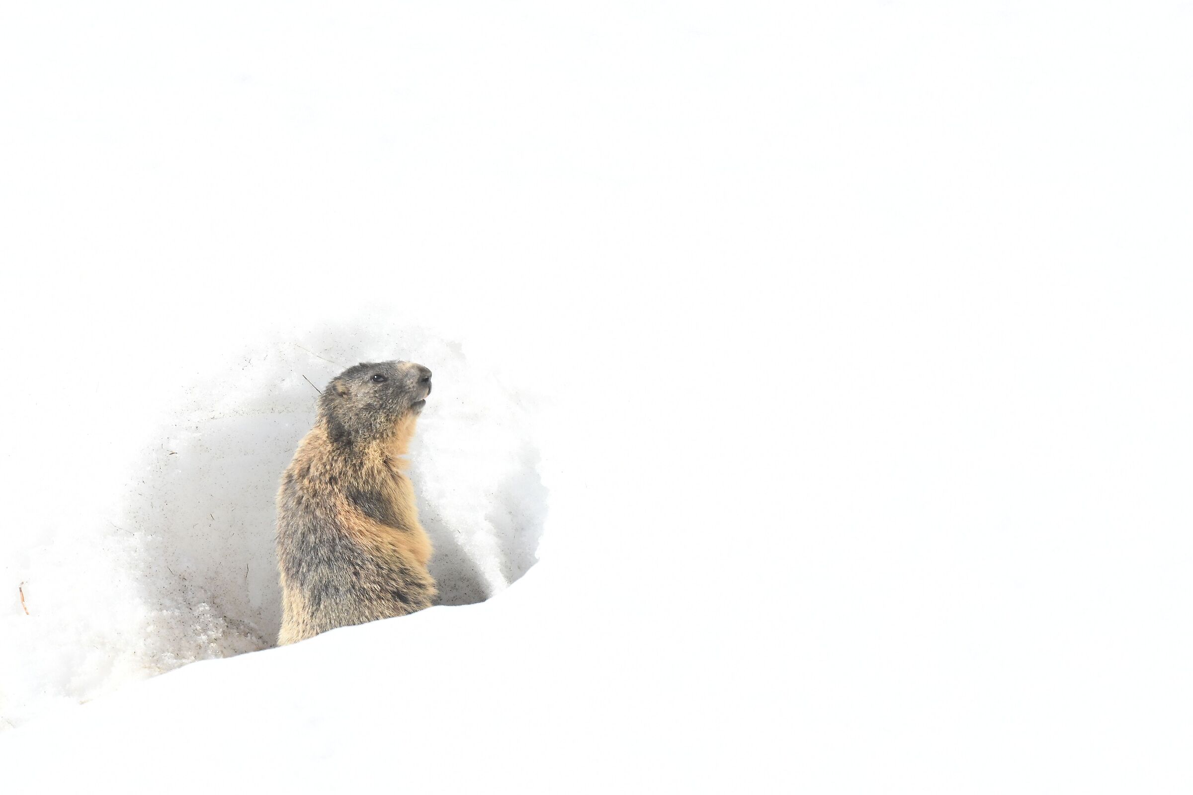 the awakening of the marmot