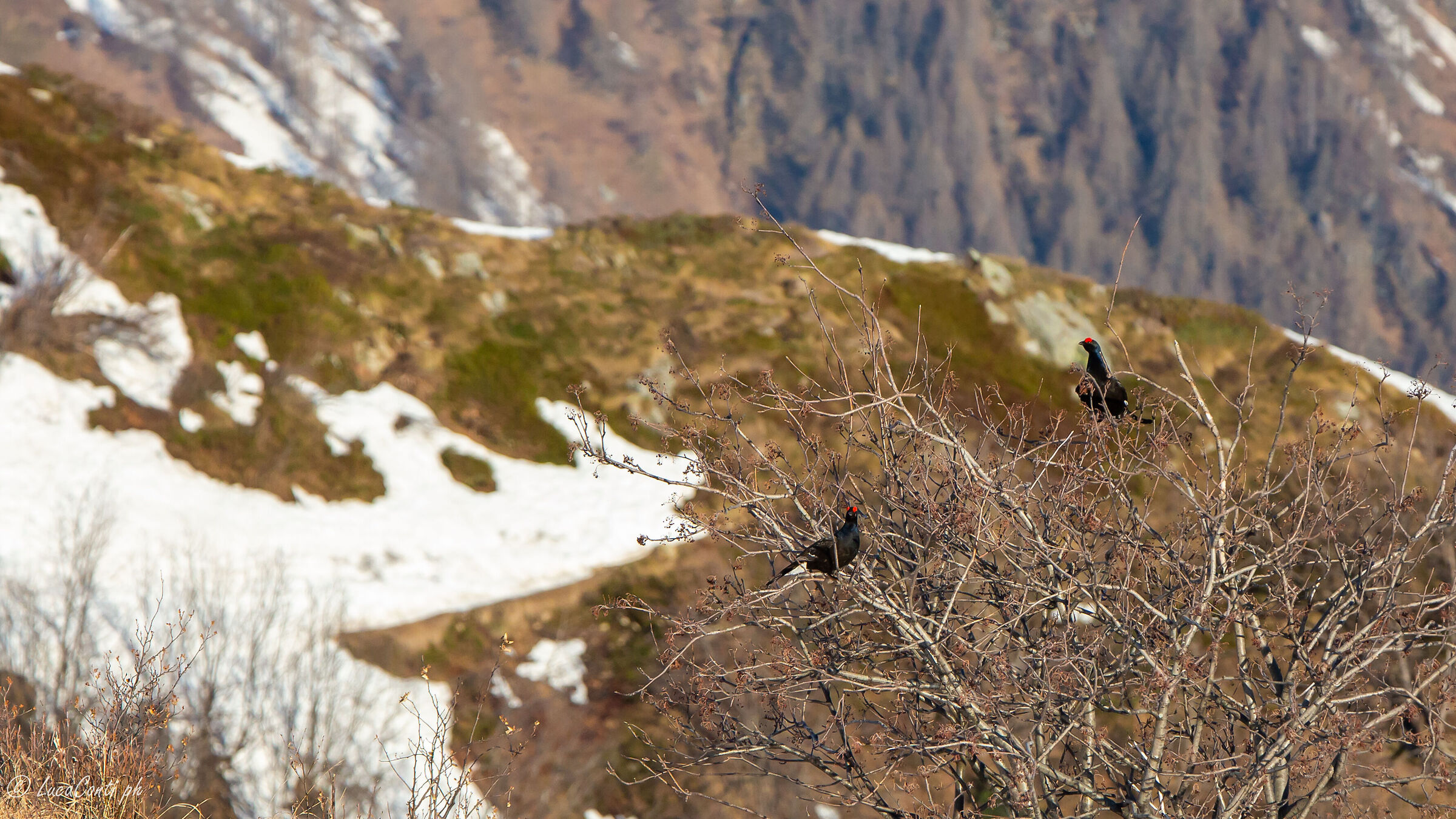 Galli Forcelli in pianta