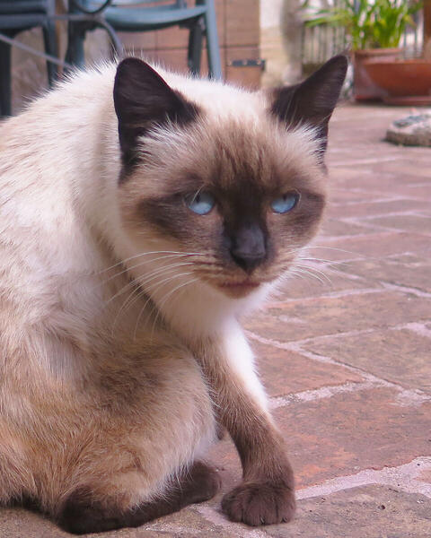 Foto