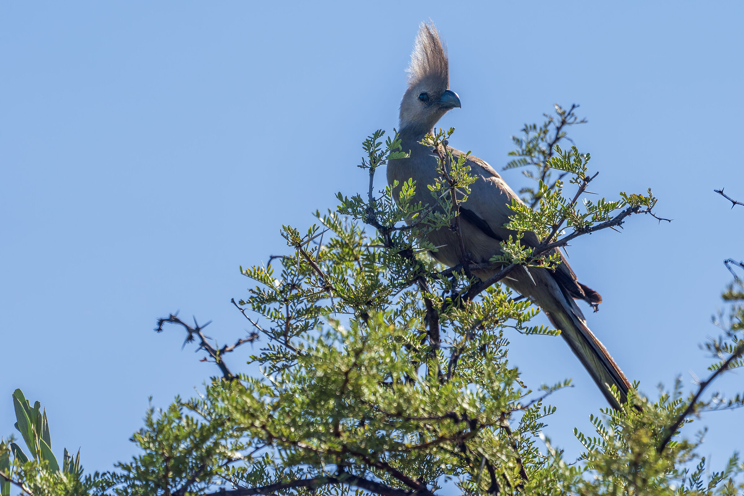 Knysna turaco (Tauraco corythaix)