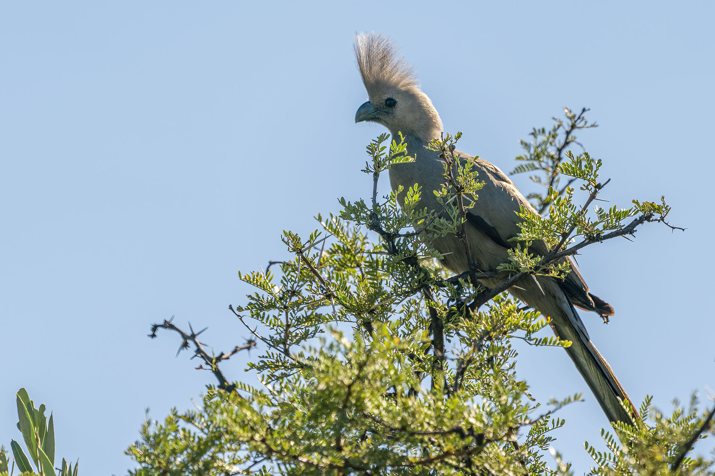 Knysna turaco (Tauraco corythaix)