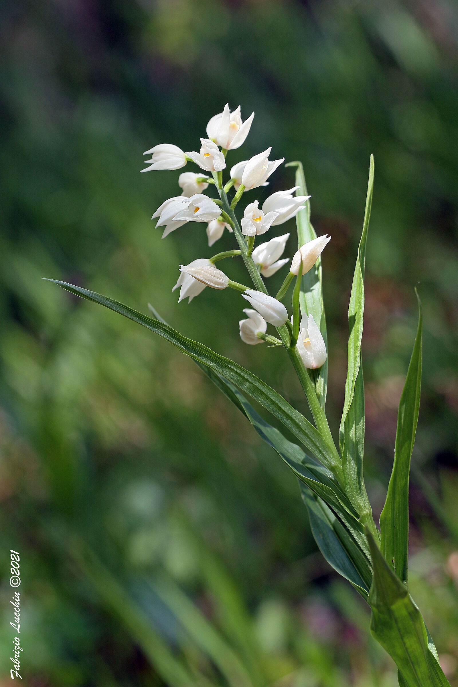 Cephalantera longifolia