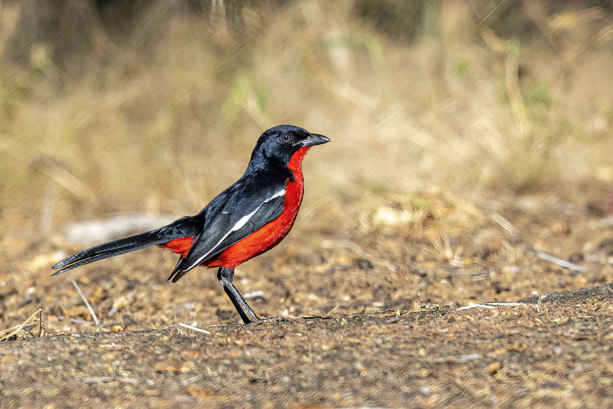 Crimson-breasted Shrike (Laniarius atrococcineus)