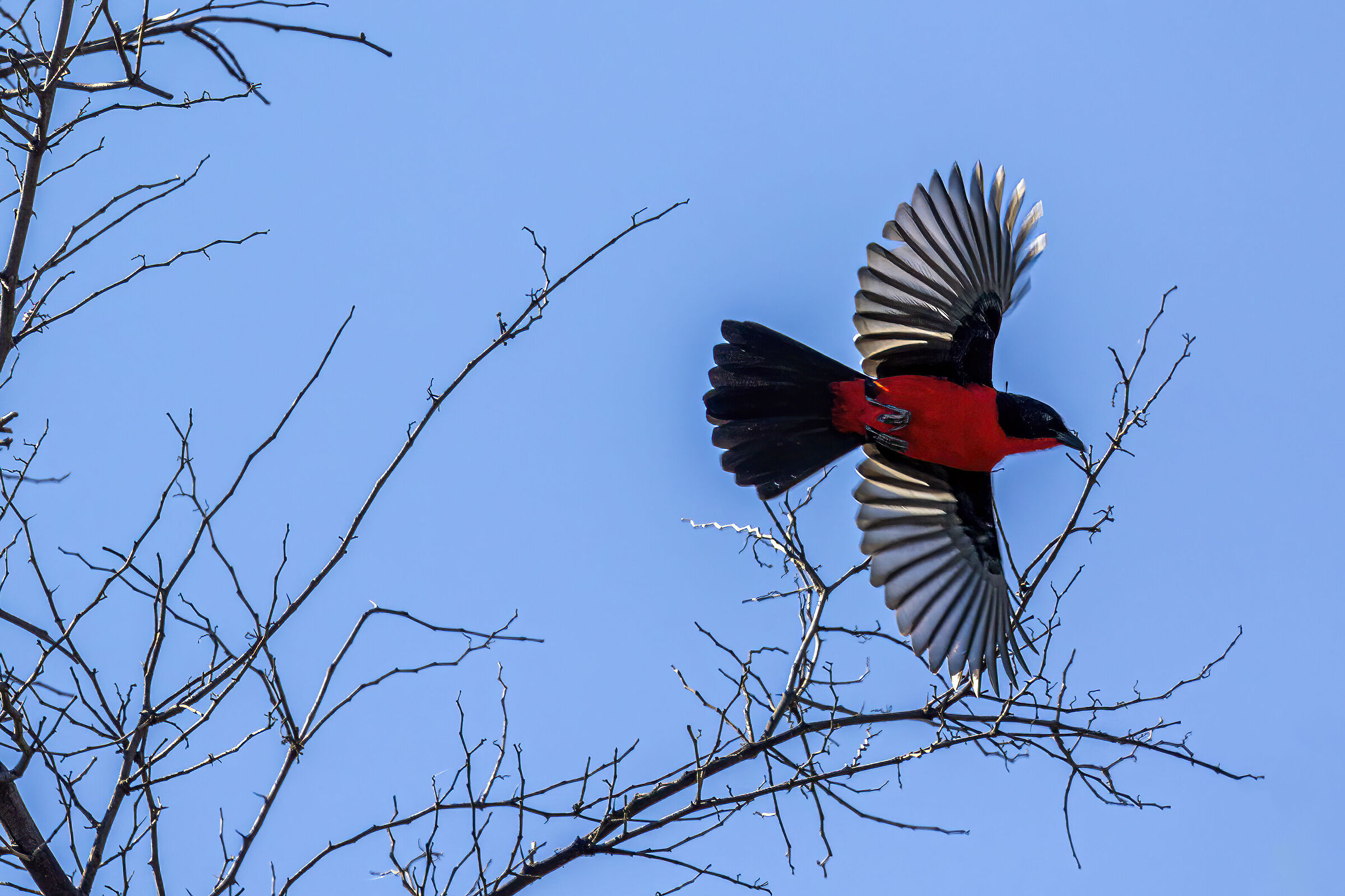 Crimson-breasted Shrike (Laniarius atrococcineus)