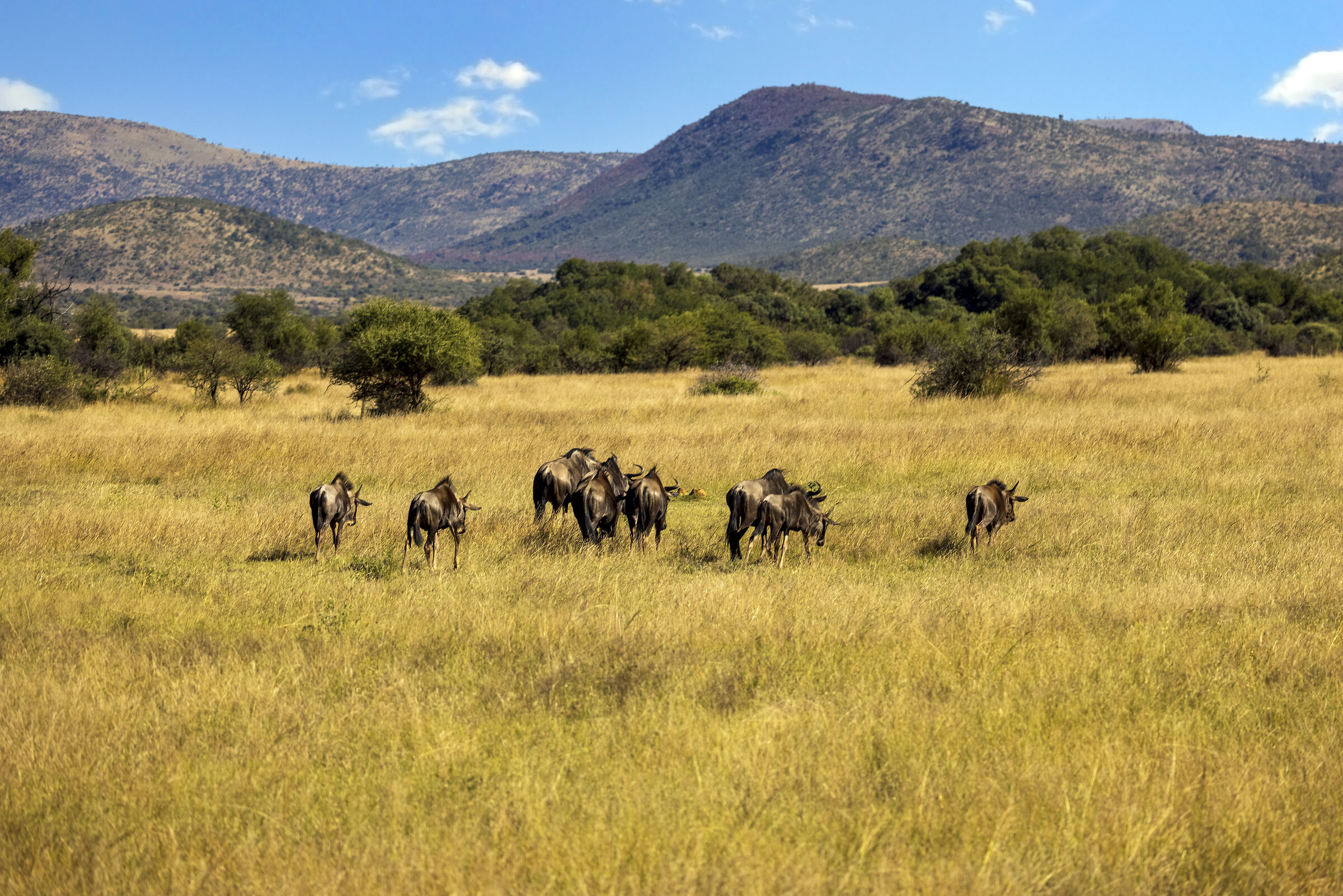 Wildebeest in Pilanesberg Park, South Africa