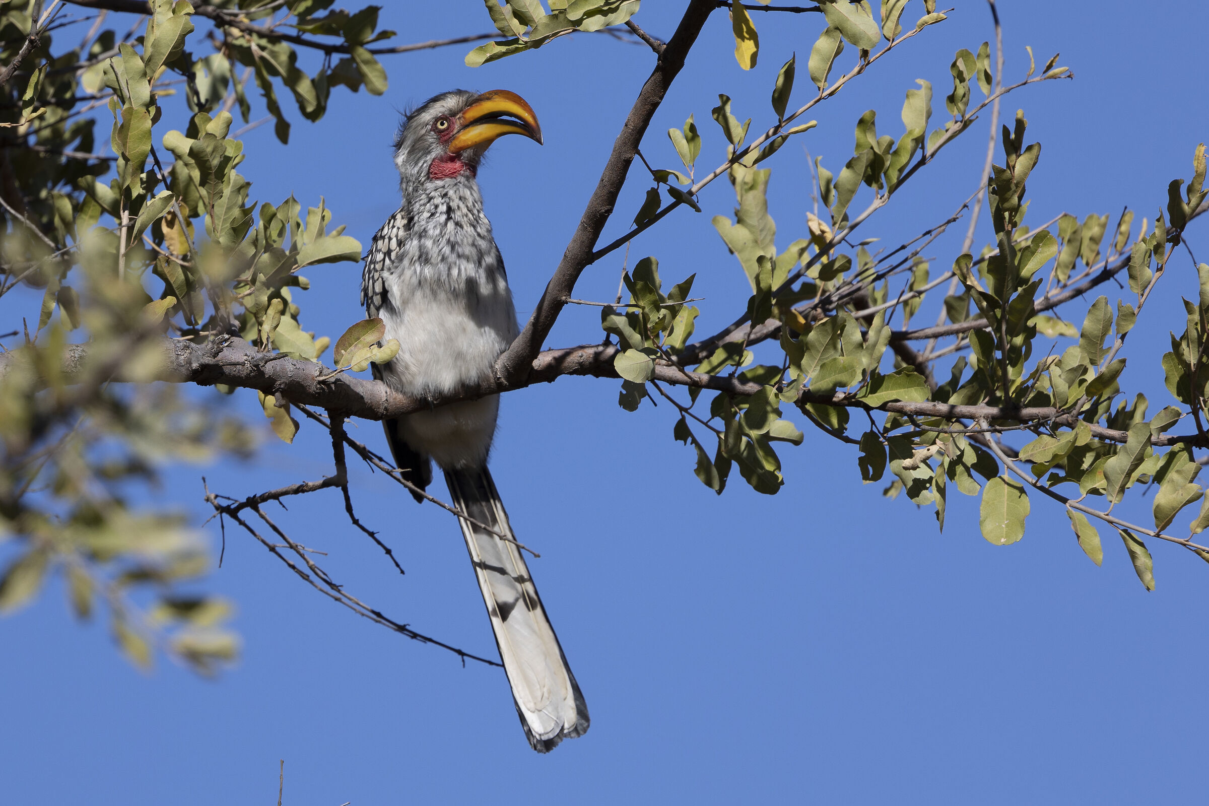Southern yellow-billed hornbill (Tockus leucomelas)