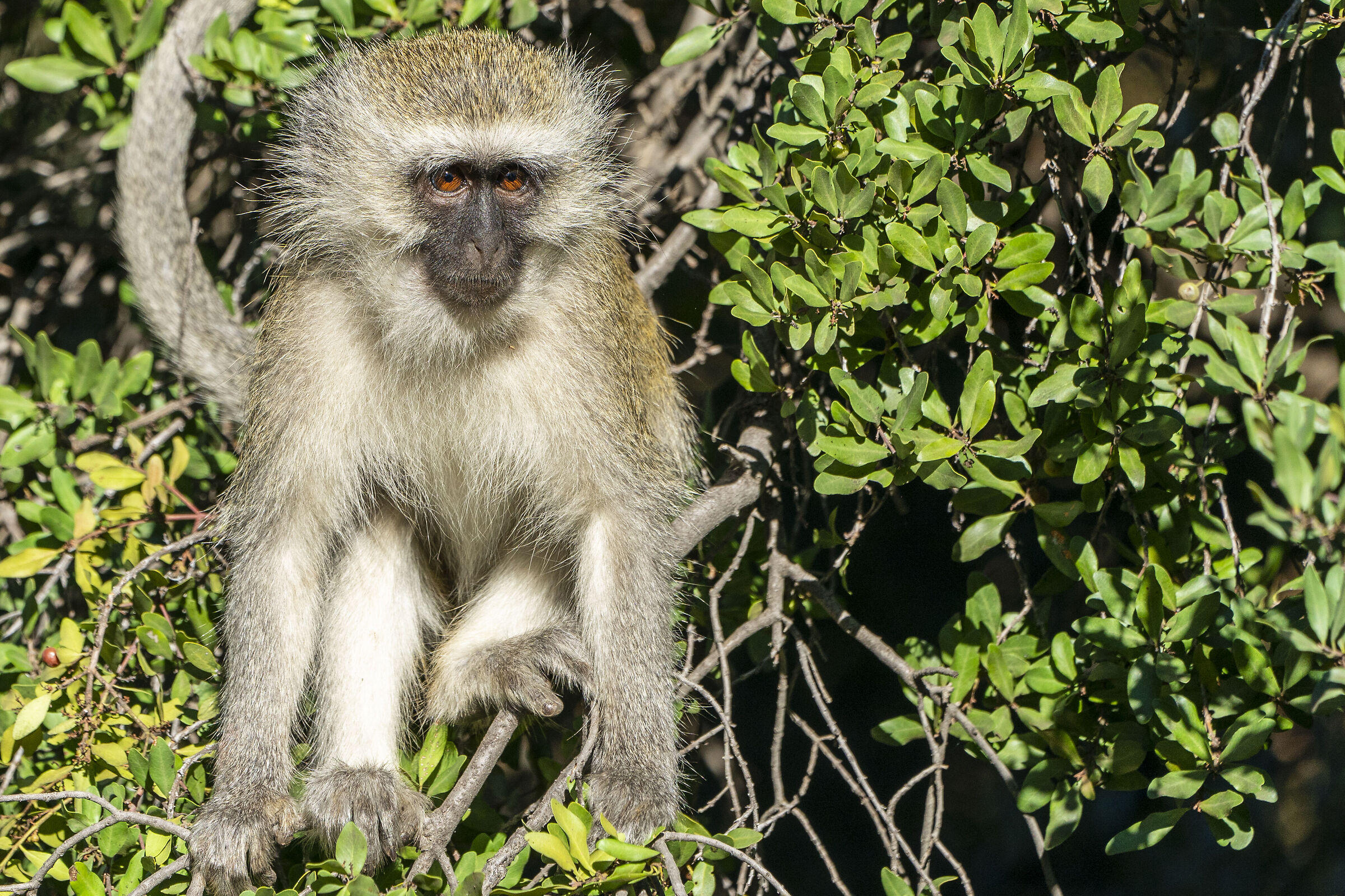 Vervet Monkey (Chlorocebus pygerythrus)