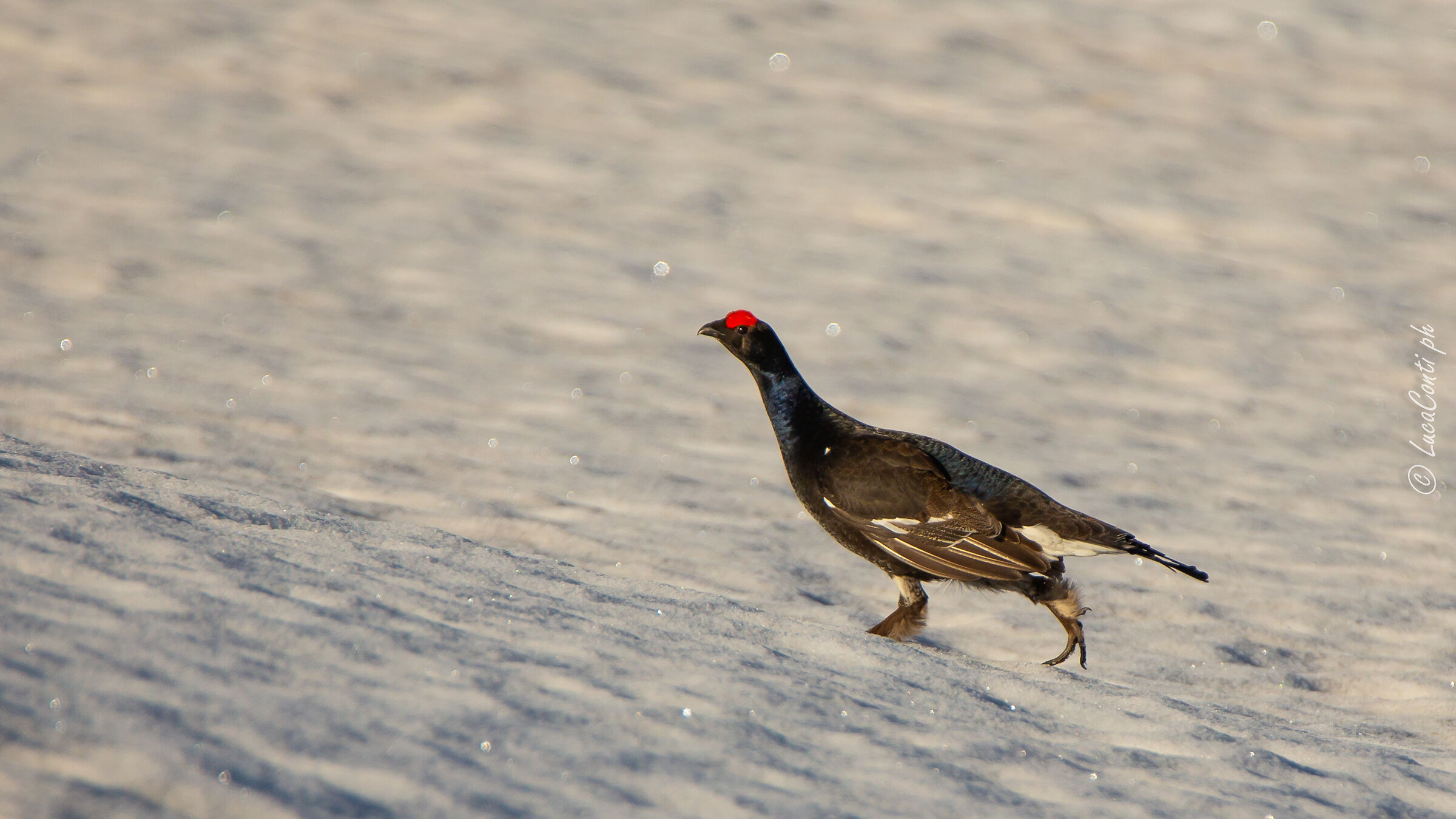 Arena Gallo Forcello