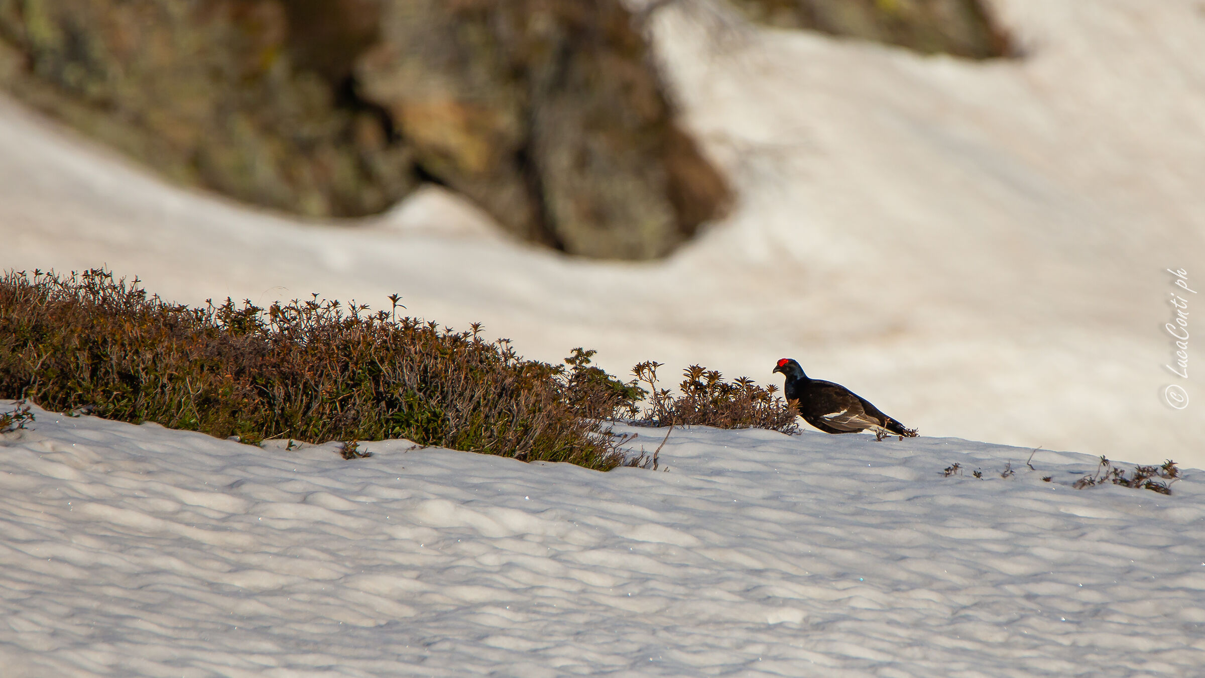 Arena Gallo Forcello