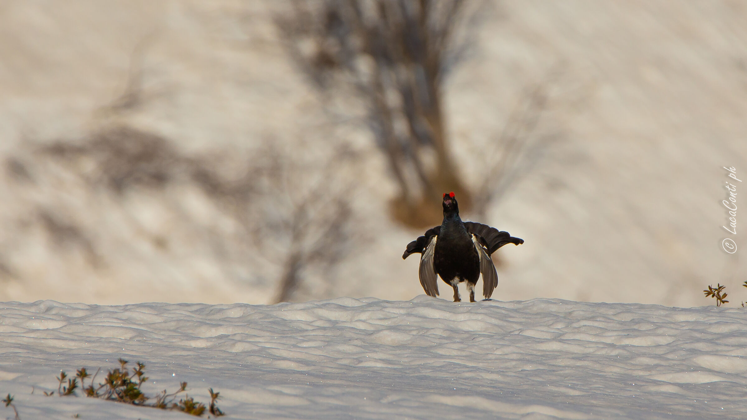 Arena Gallo Forcello