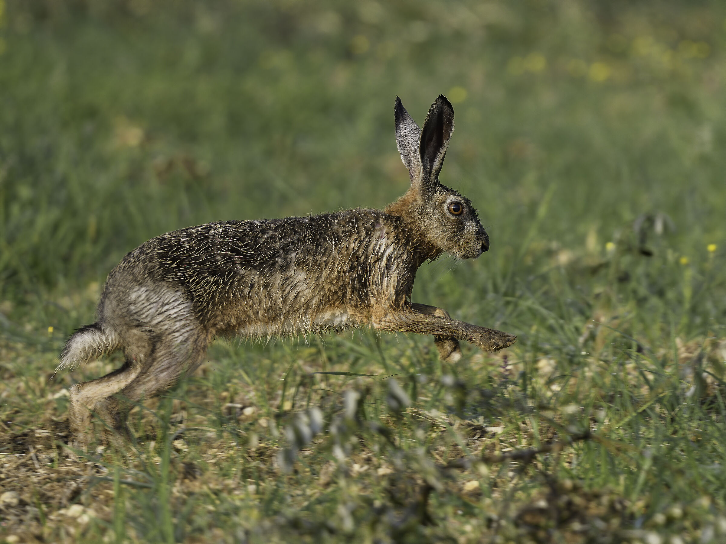 One, two, three.. road!