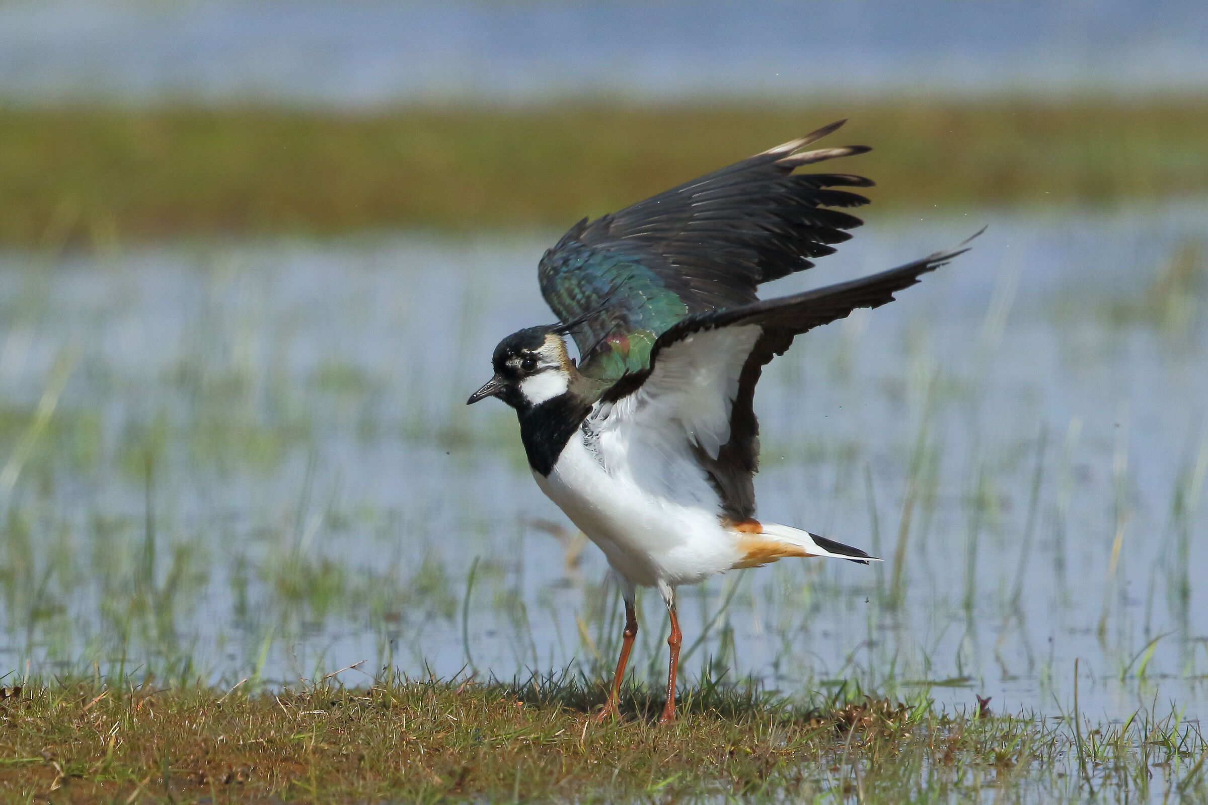 With wings explained