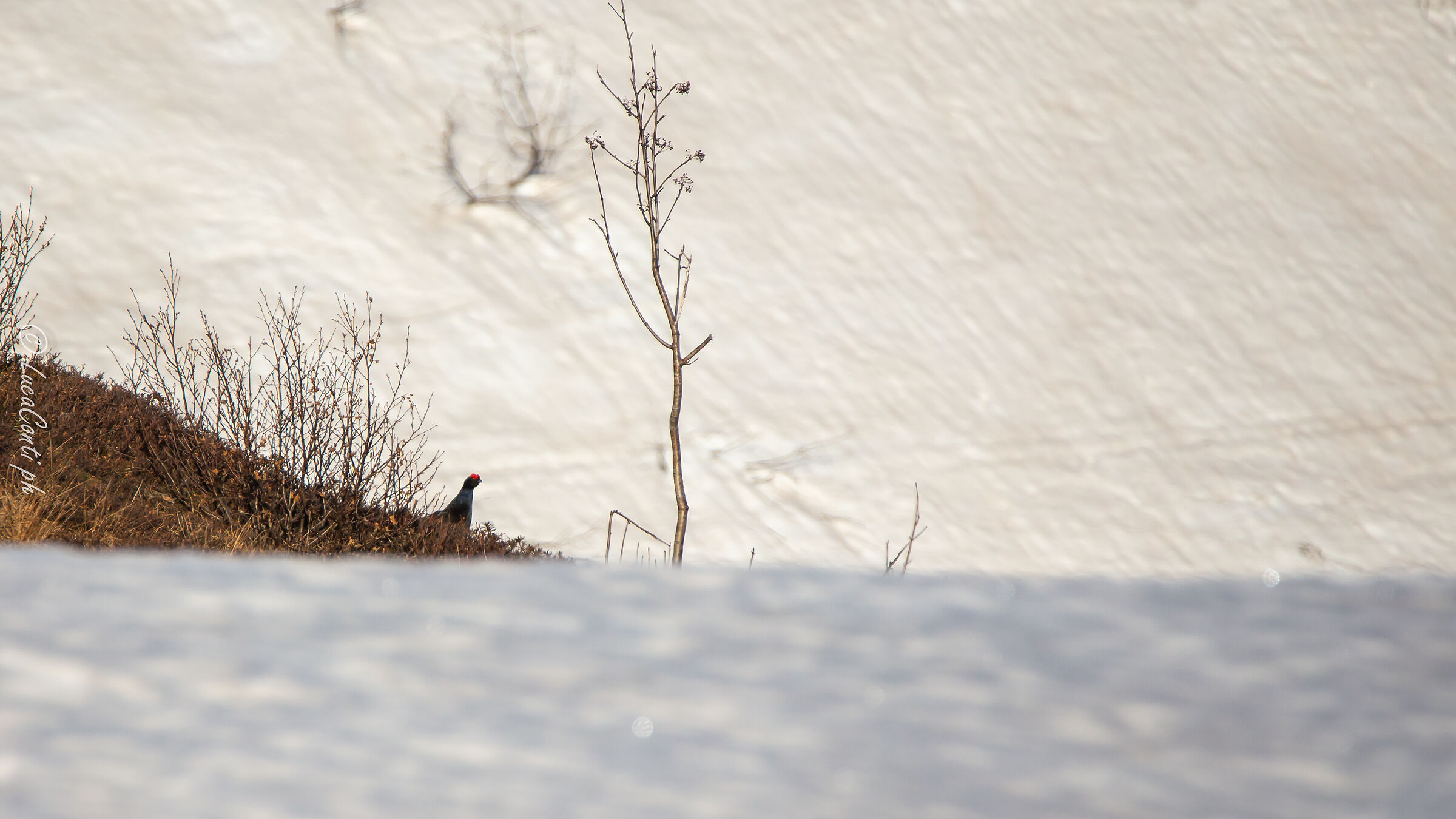 Arena Gallo Forcello