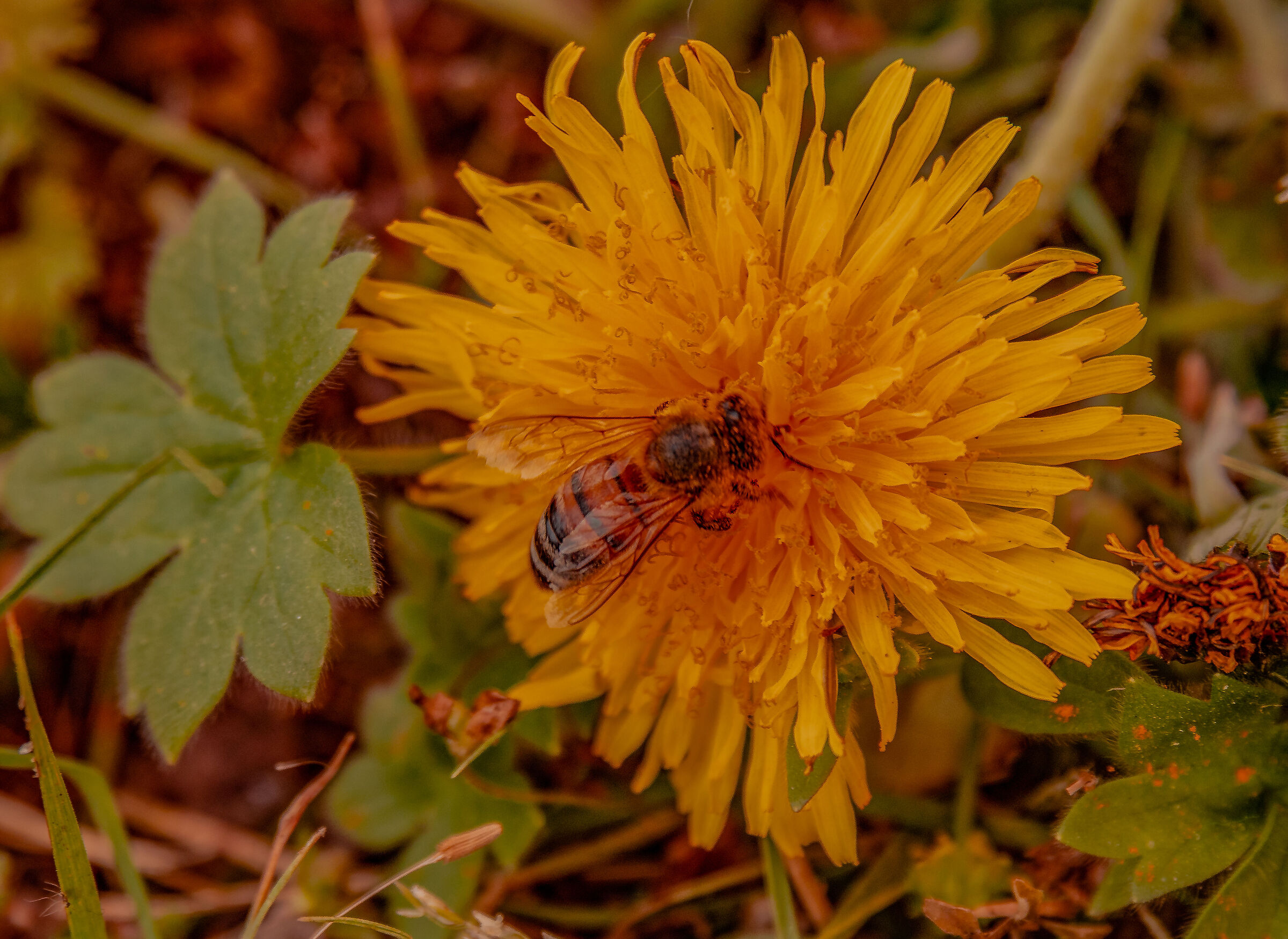 dandelion and bee