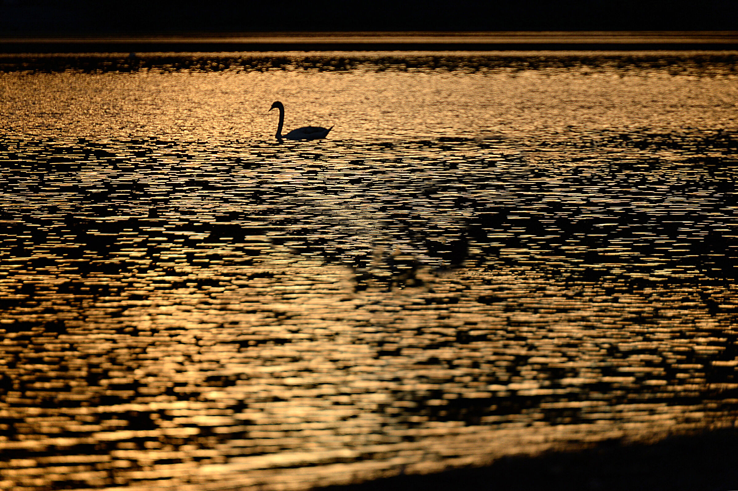 Sunset with swan