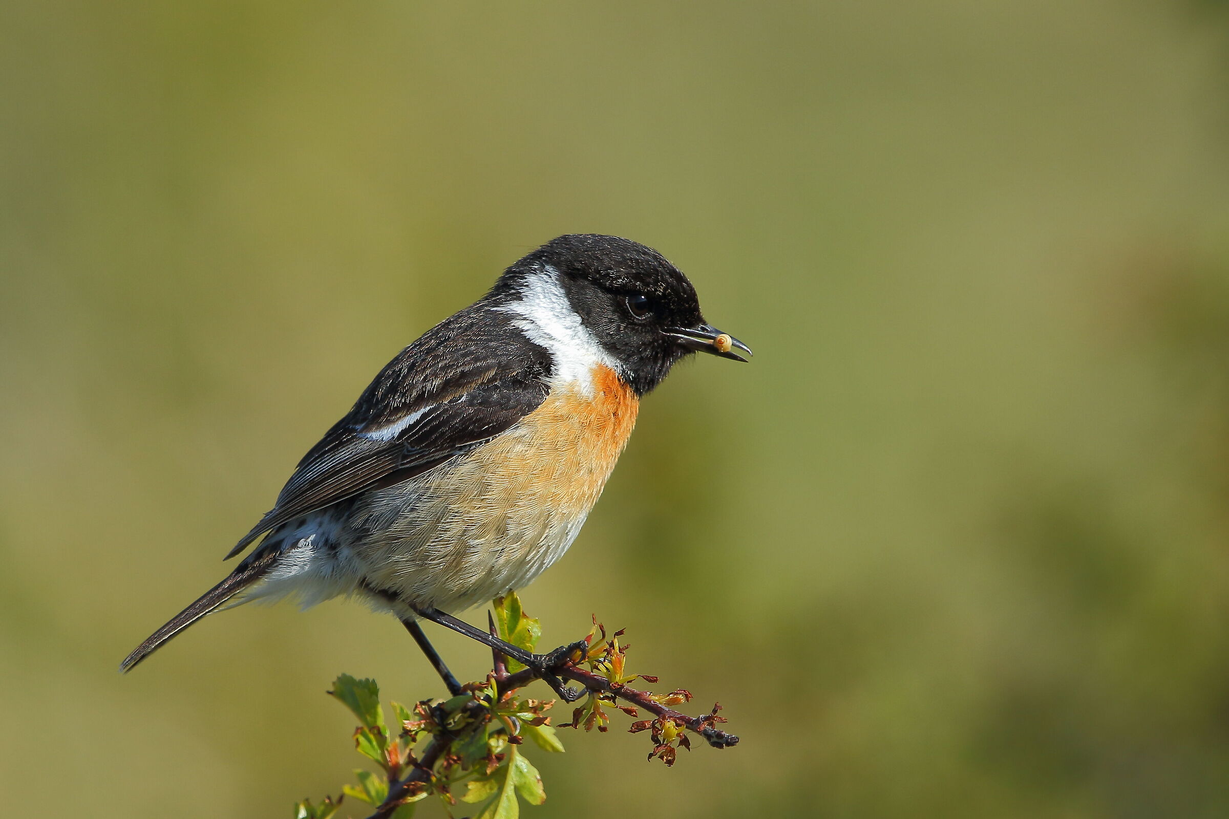 Saltimpalo con preda