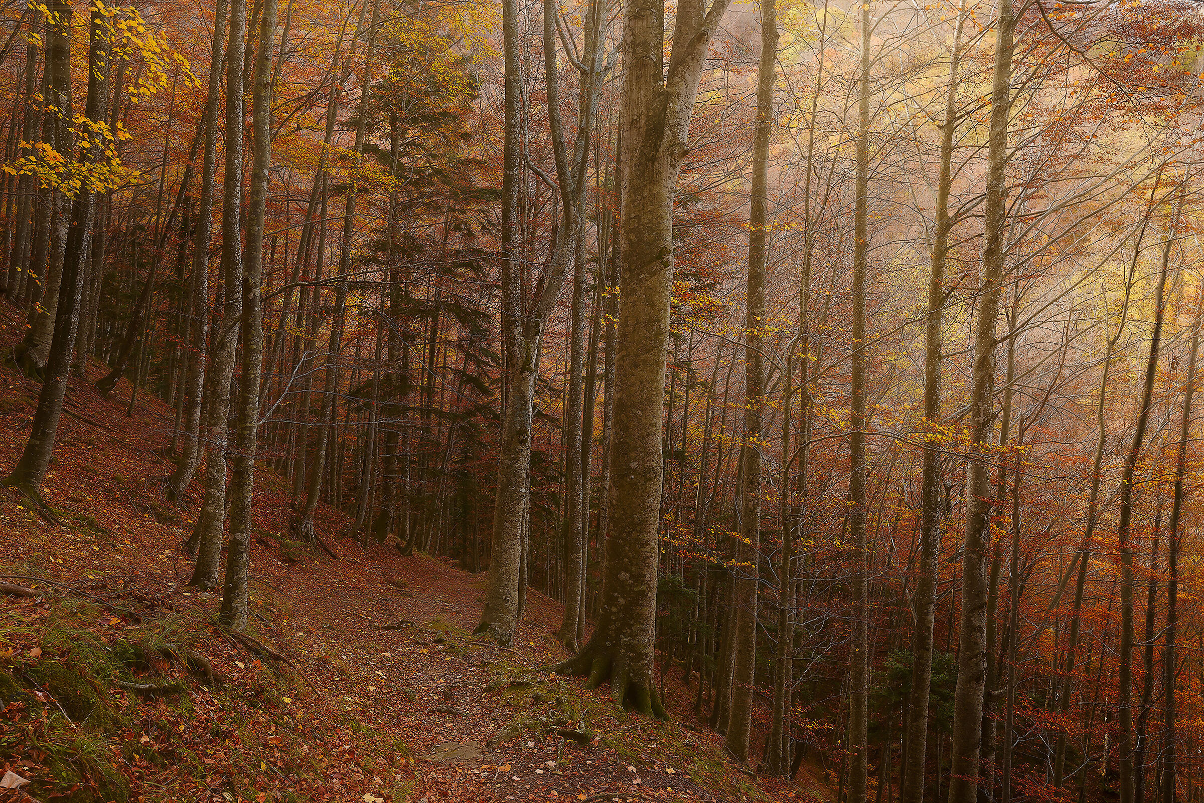 Parco delle foreste Casentinesi