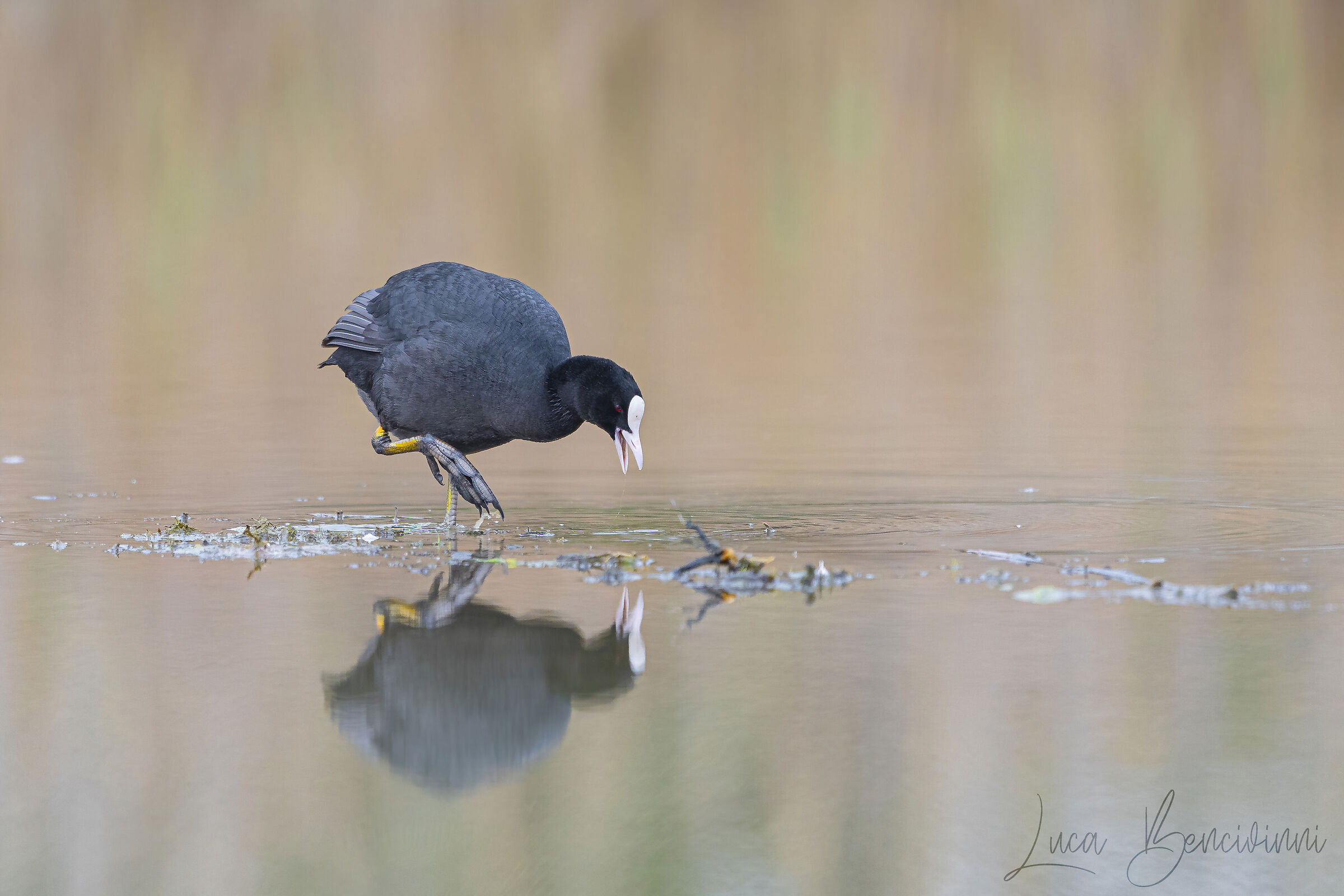 coot