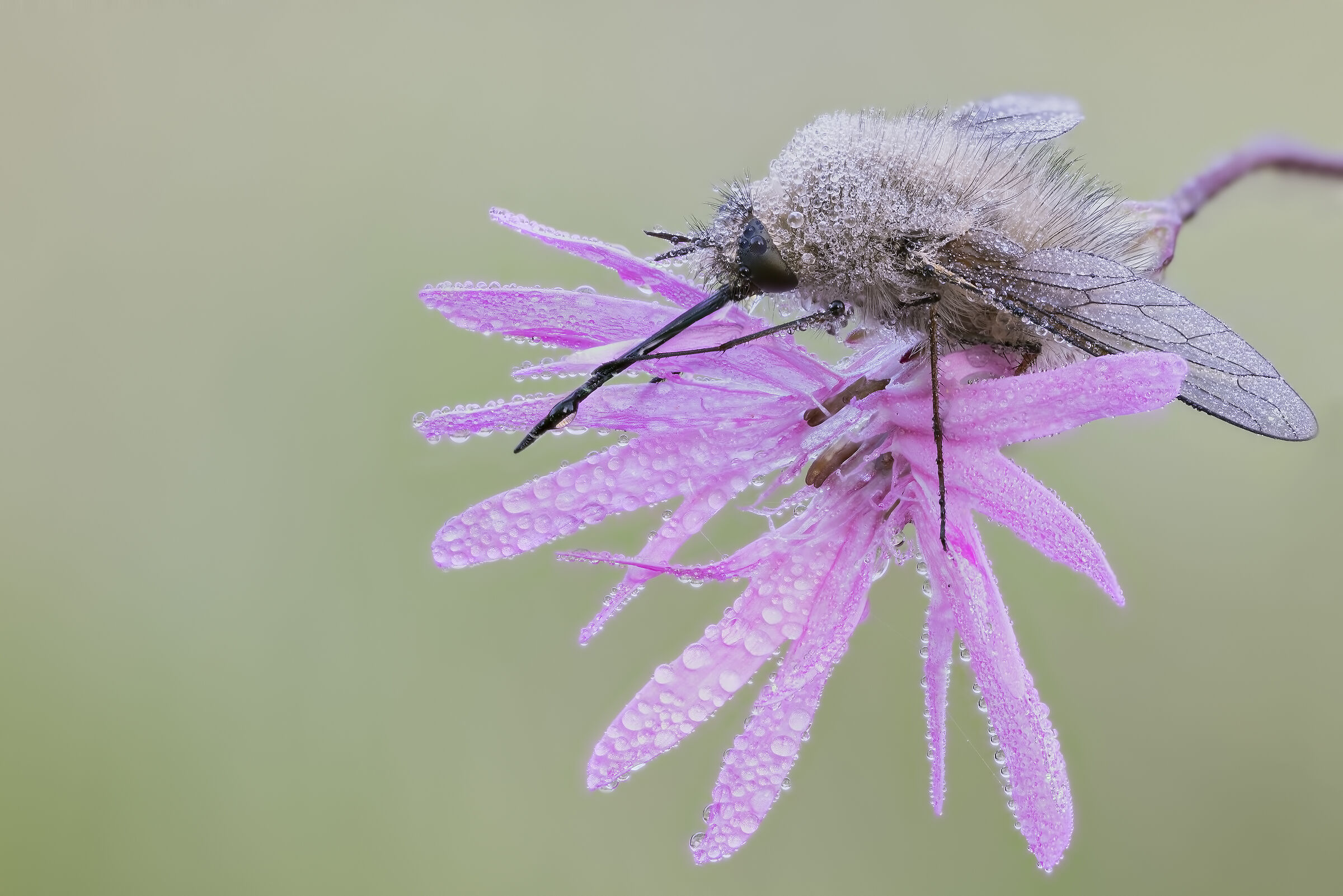 Bombylius, 19
