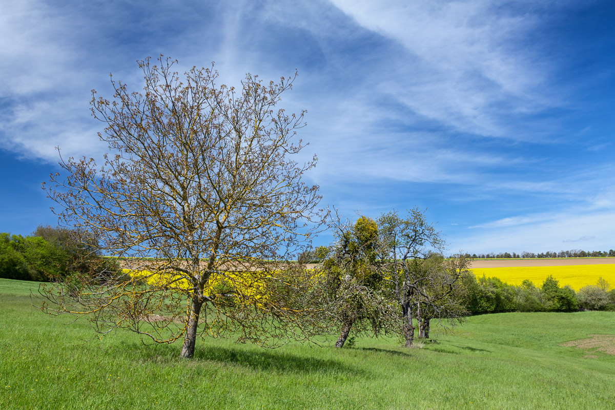 Fields in Bliesgau