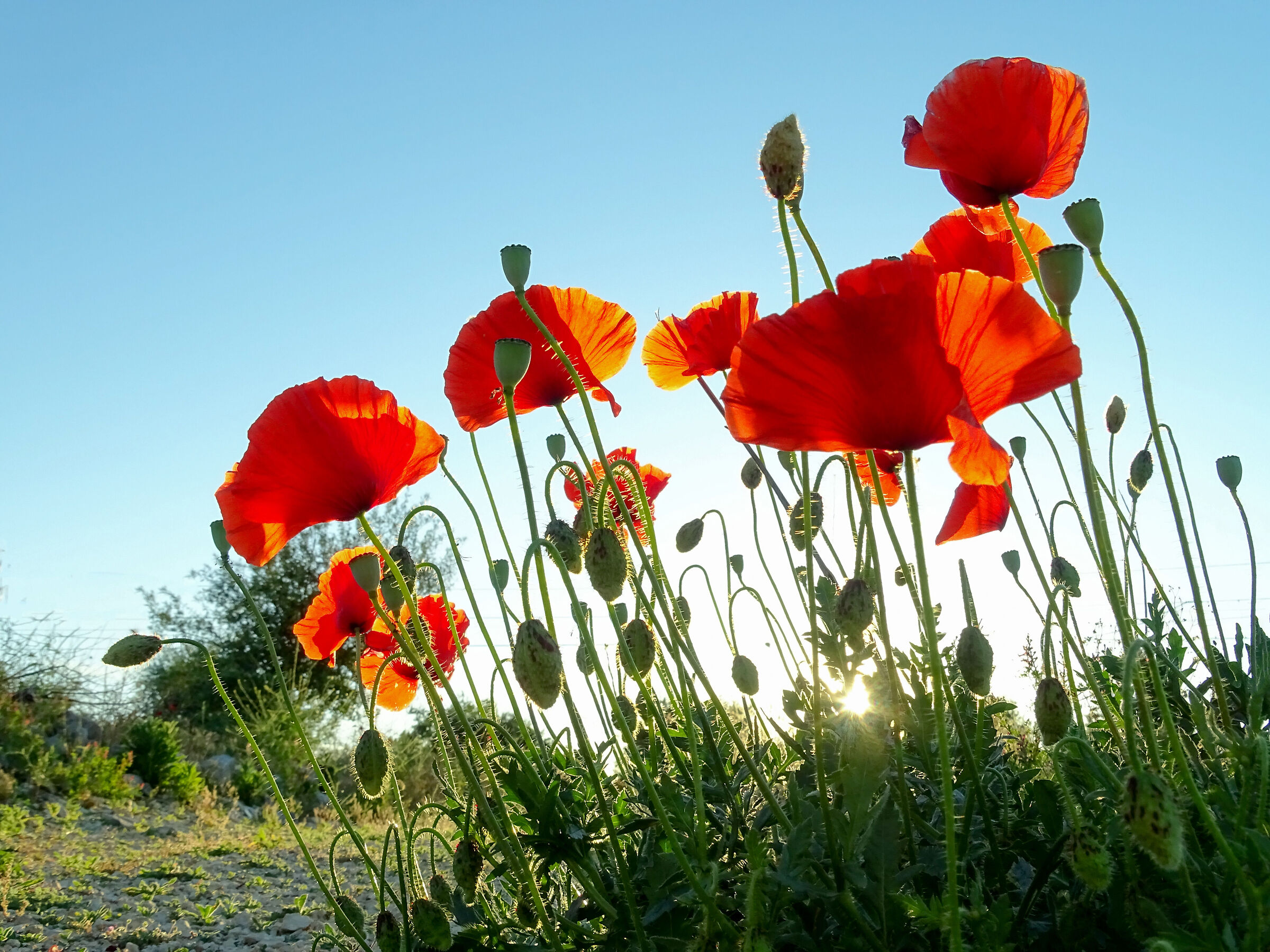 Poppies 2