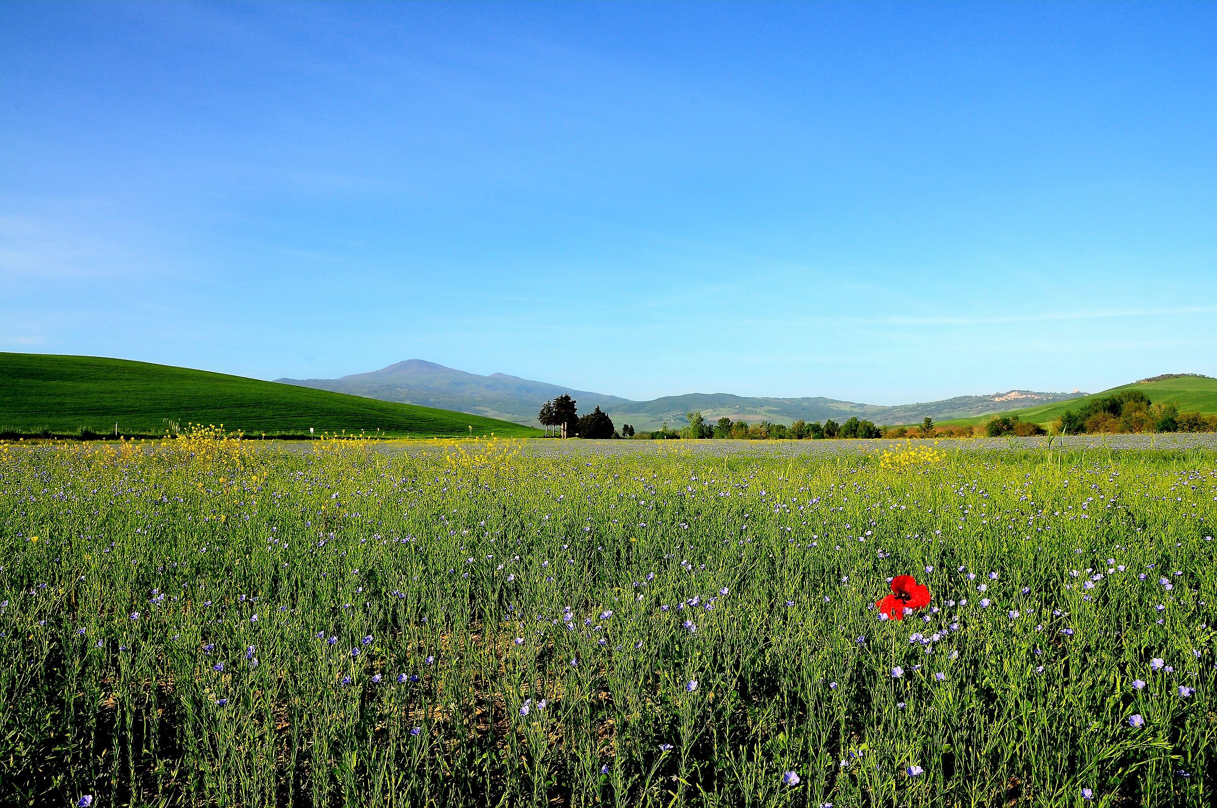 blooms in val d'orcia