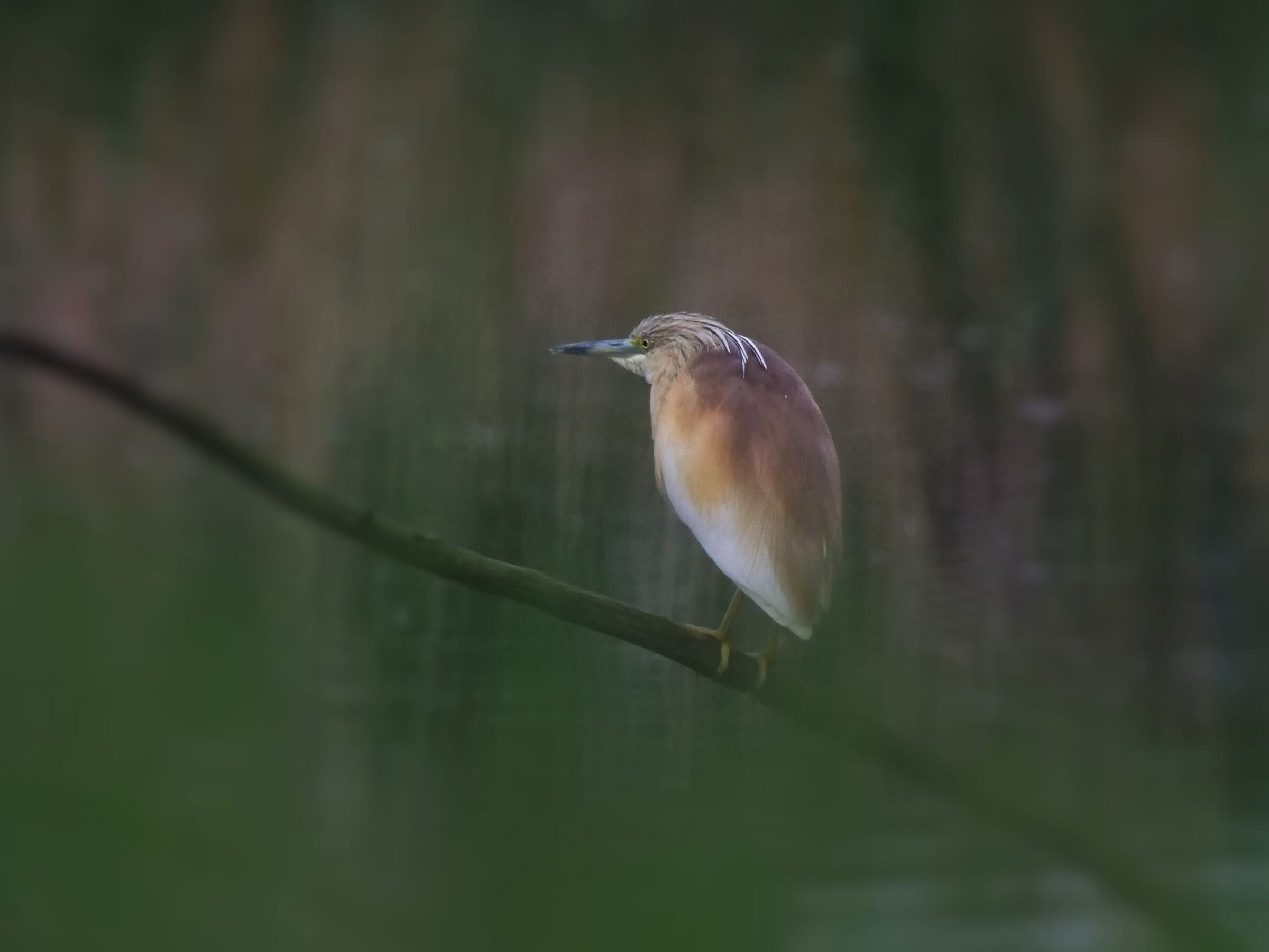 Sgarza ciuffetto (Ardeola ralloides)