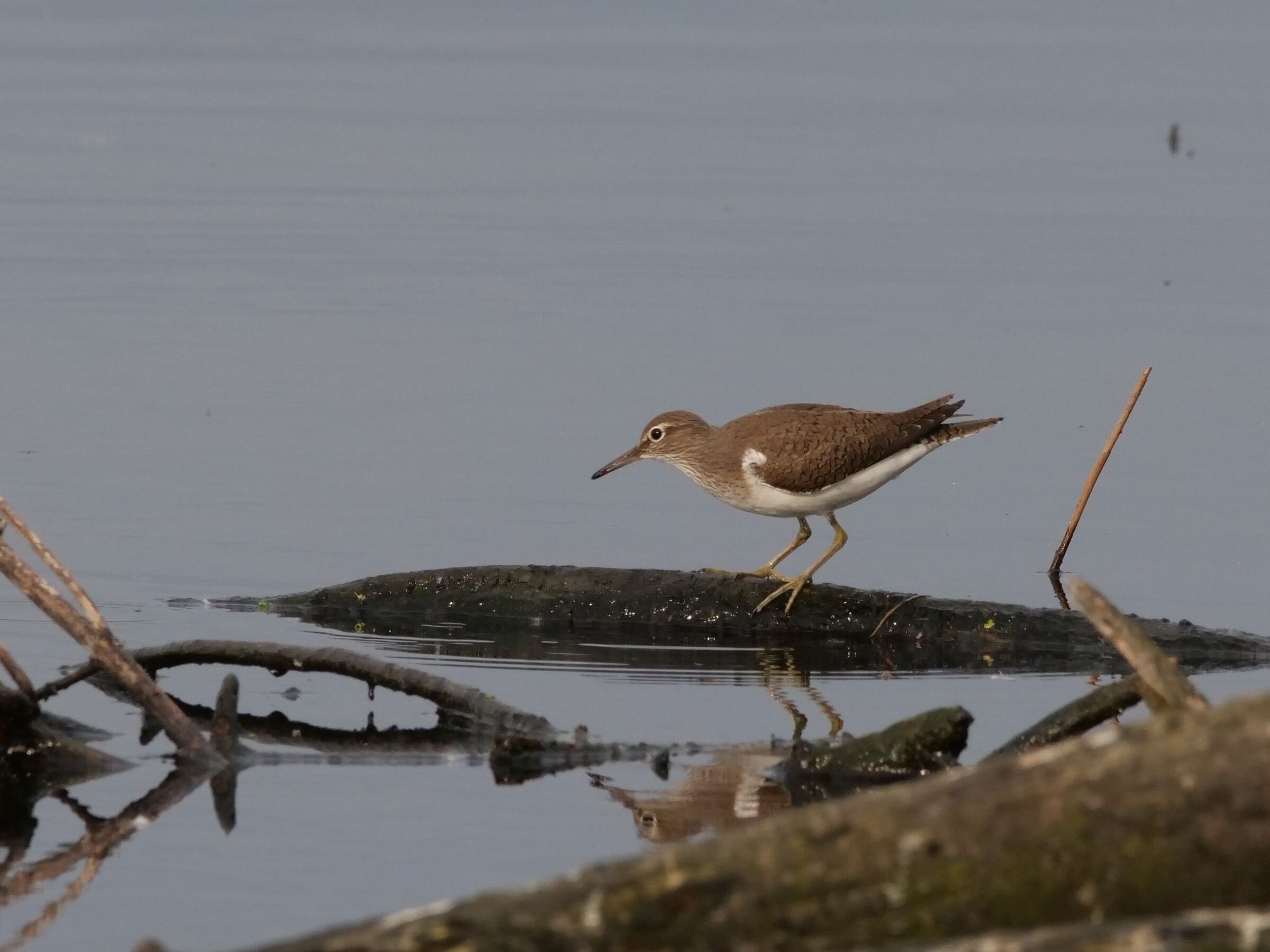 Pro piro piccolo (Actitis hypoleucos)