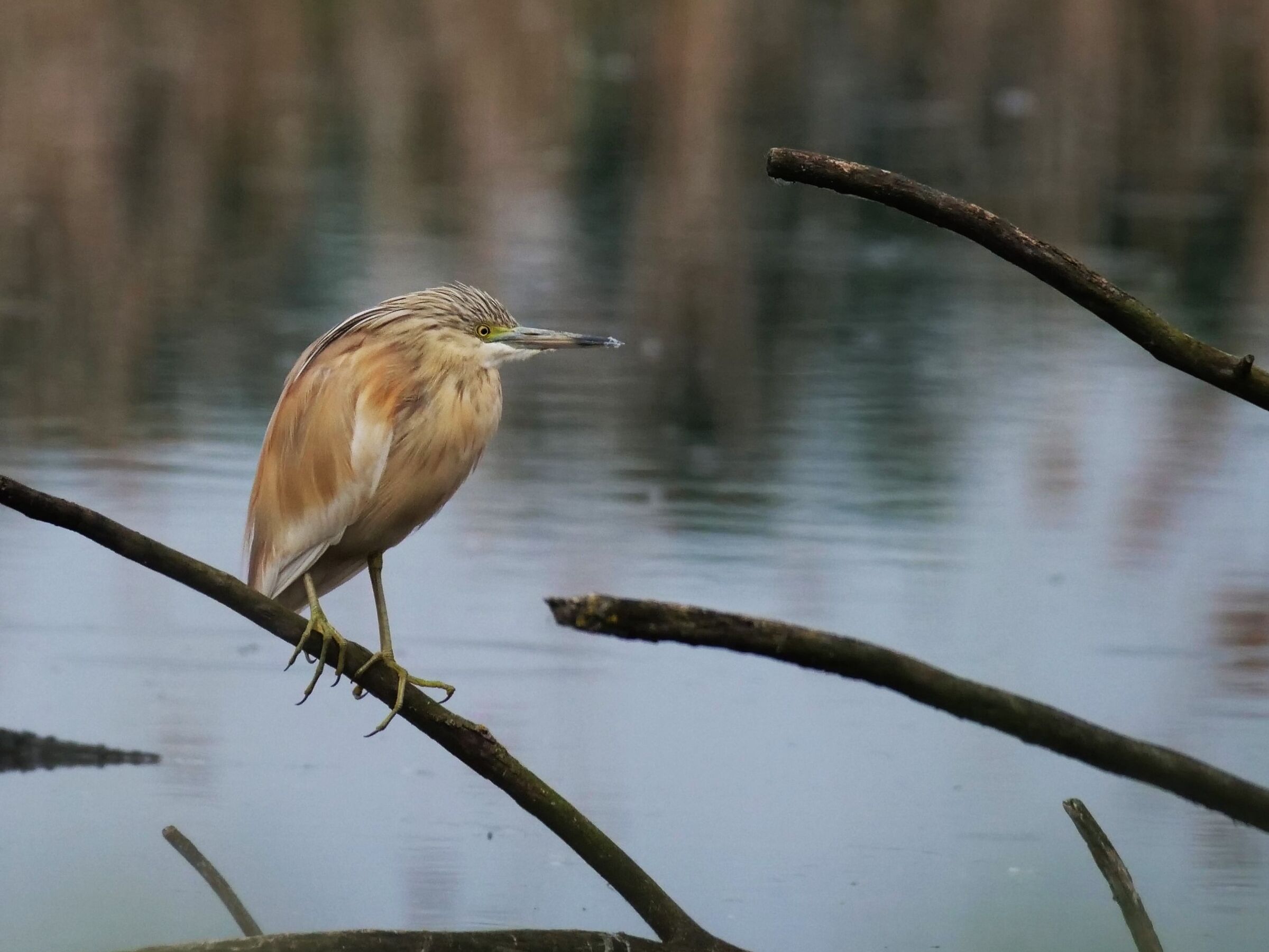 Sgarza ciuffetto (Ardeola ralloides)