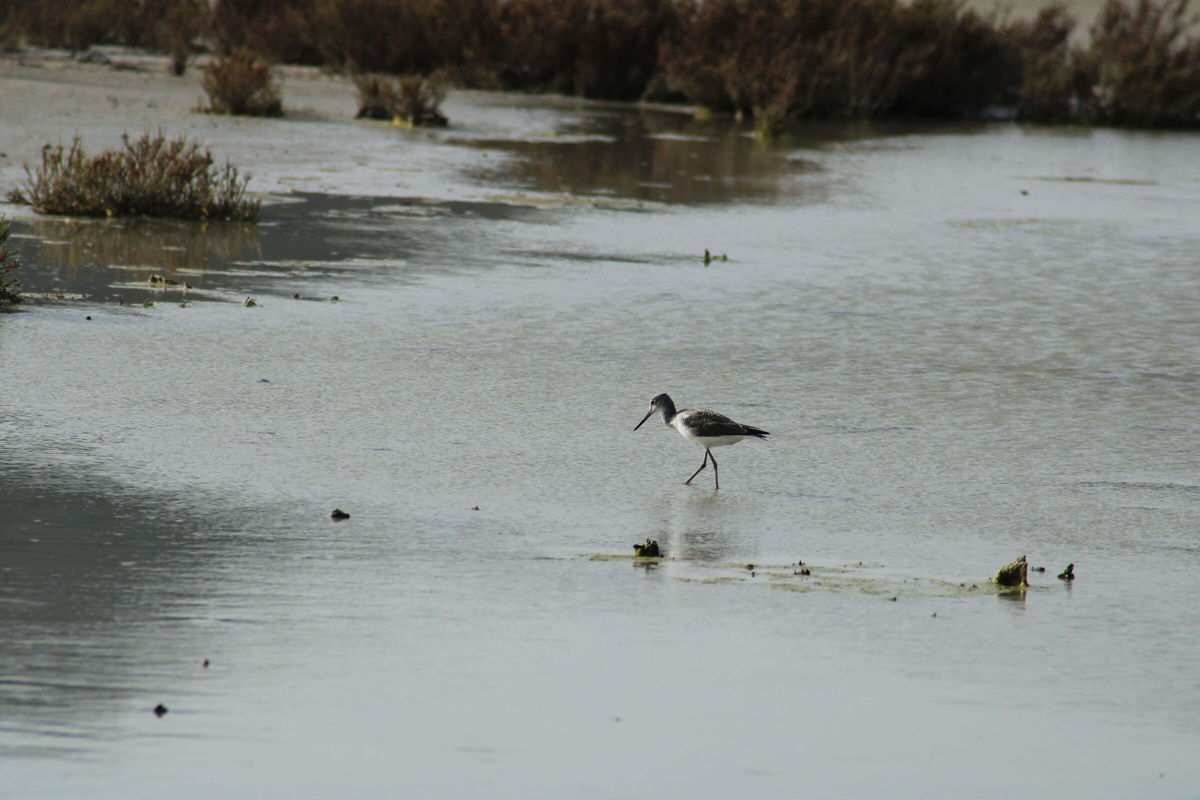 marsh sandpiper