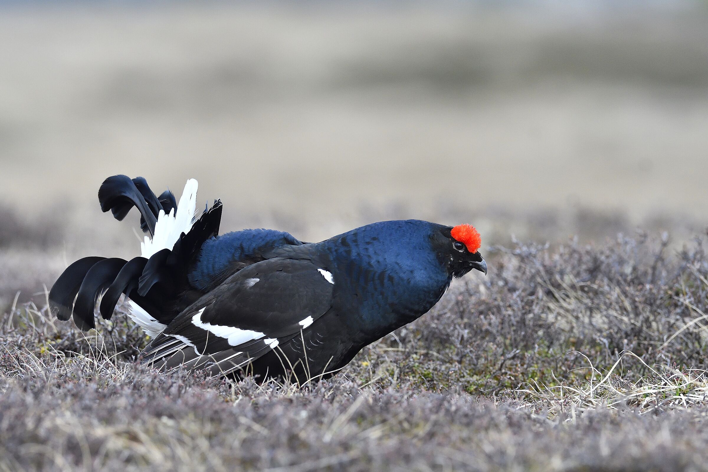 The Ruler of the Arena