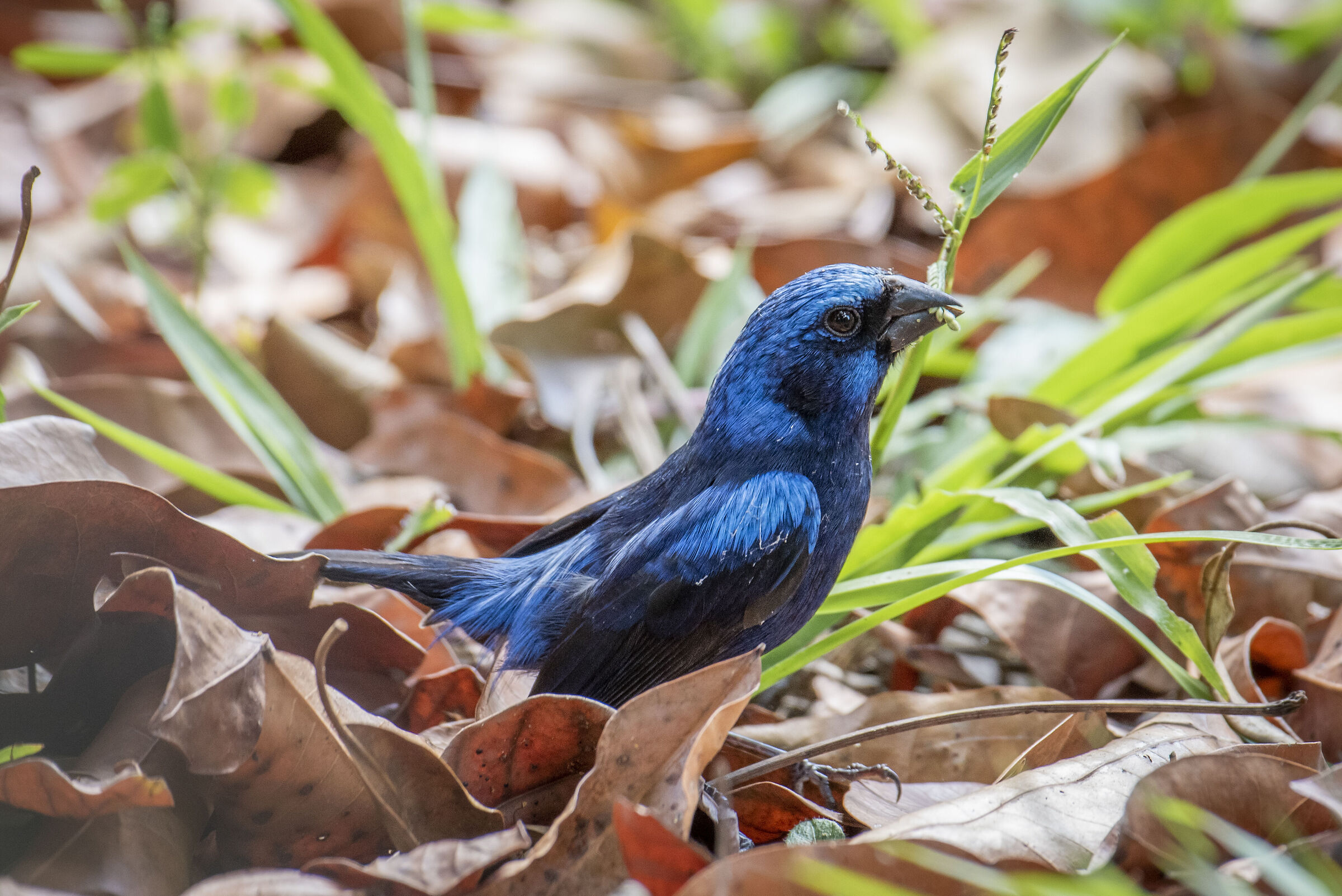 Cyanocompsa parellina o Zigolo blu