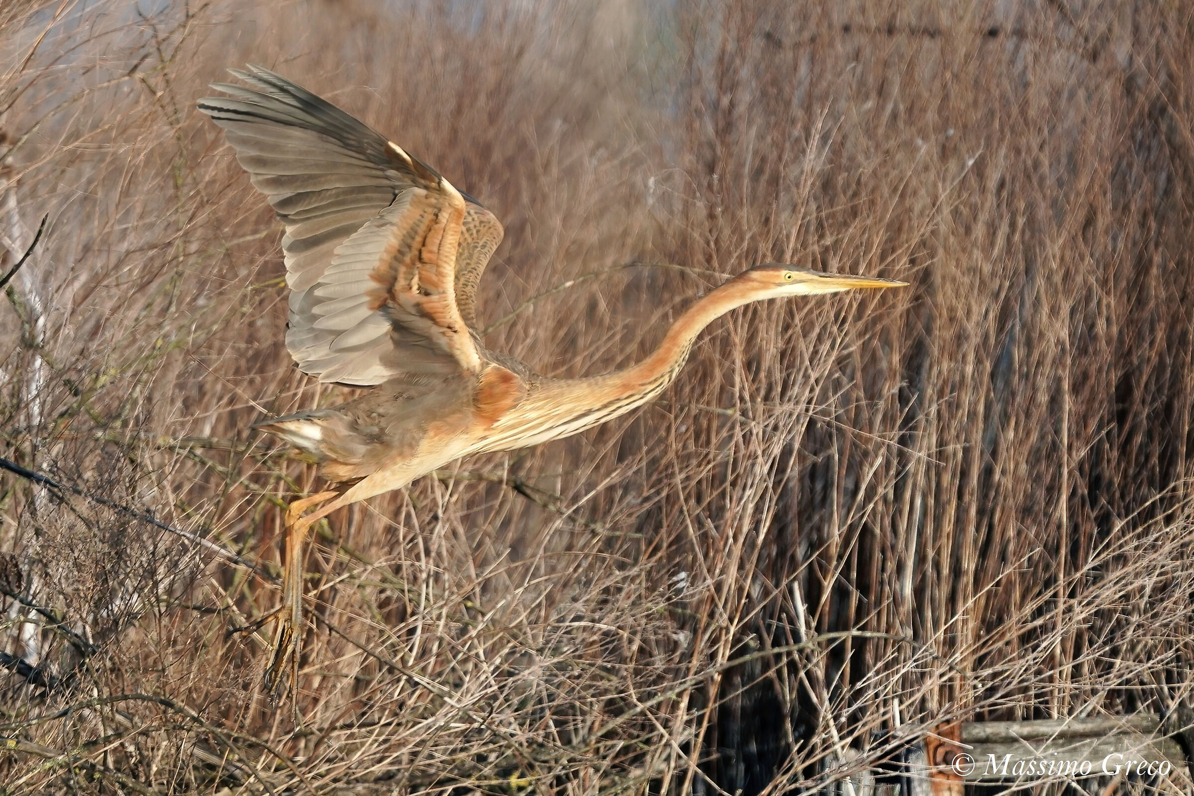 Giovane Airone rosso