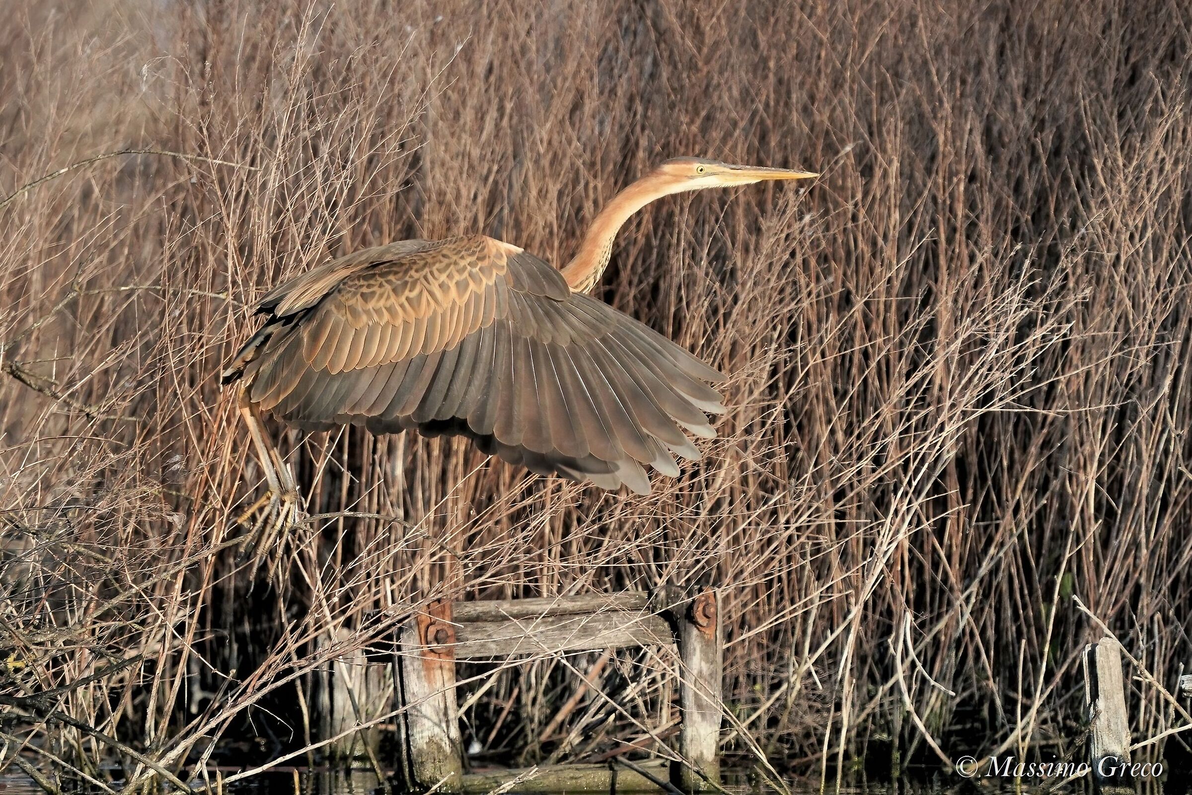 Giovane Airone rosso