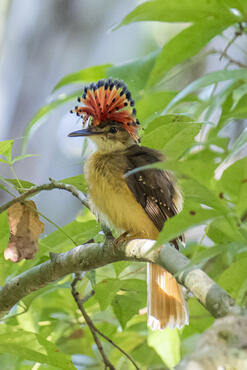 Onychorhynchus coronatus