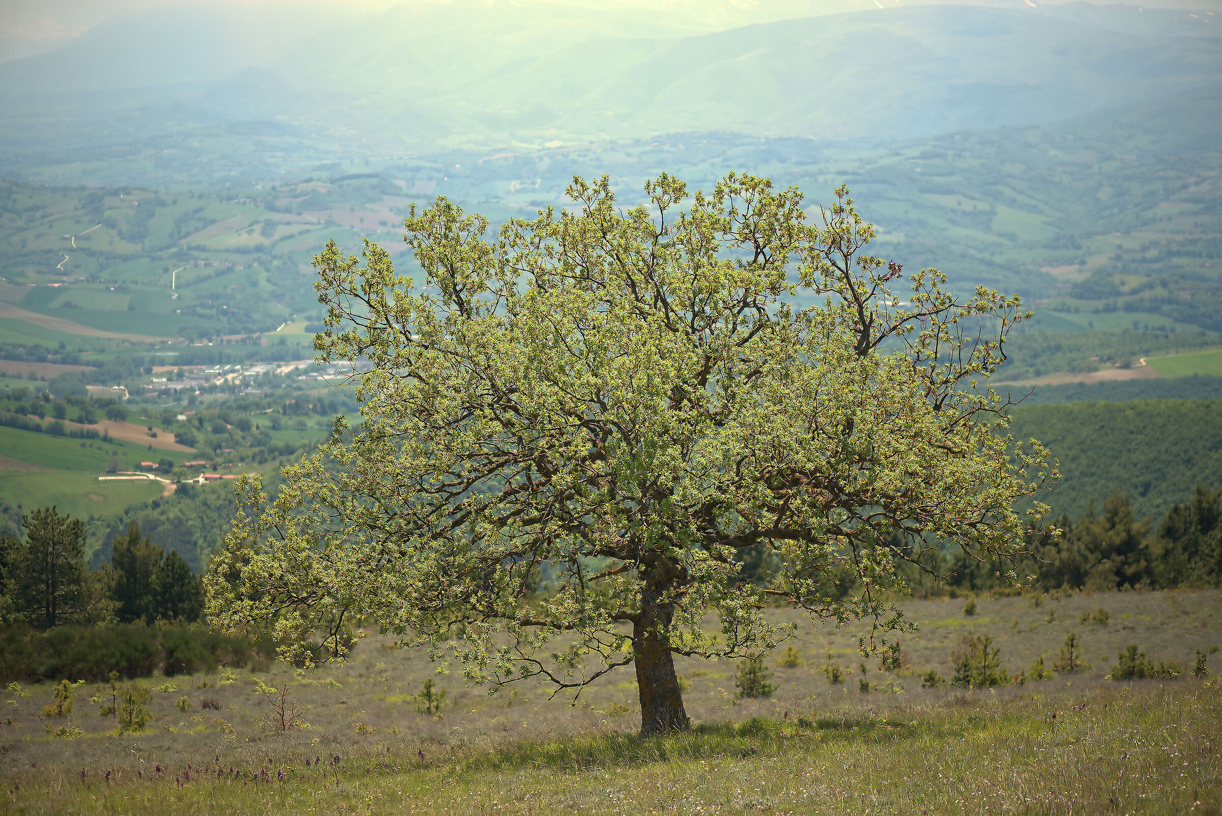 Albero solitario