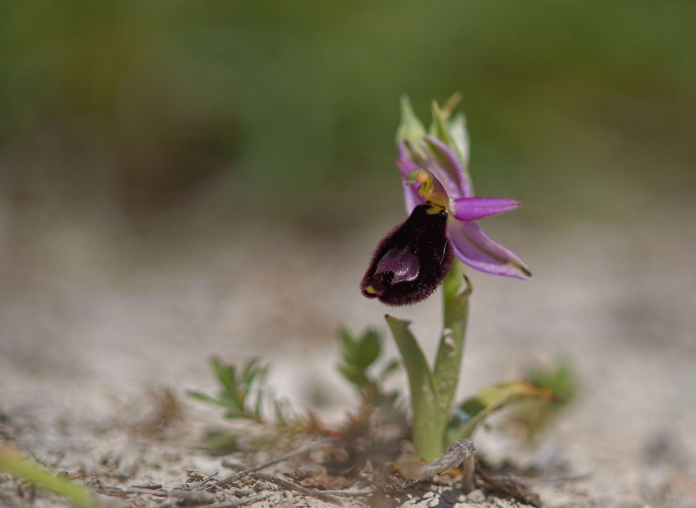 Ophrys bertolonii