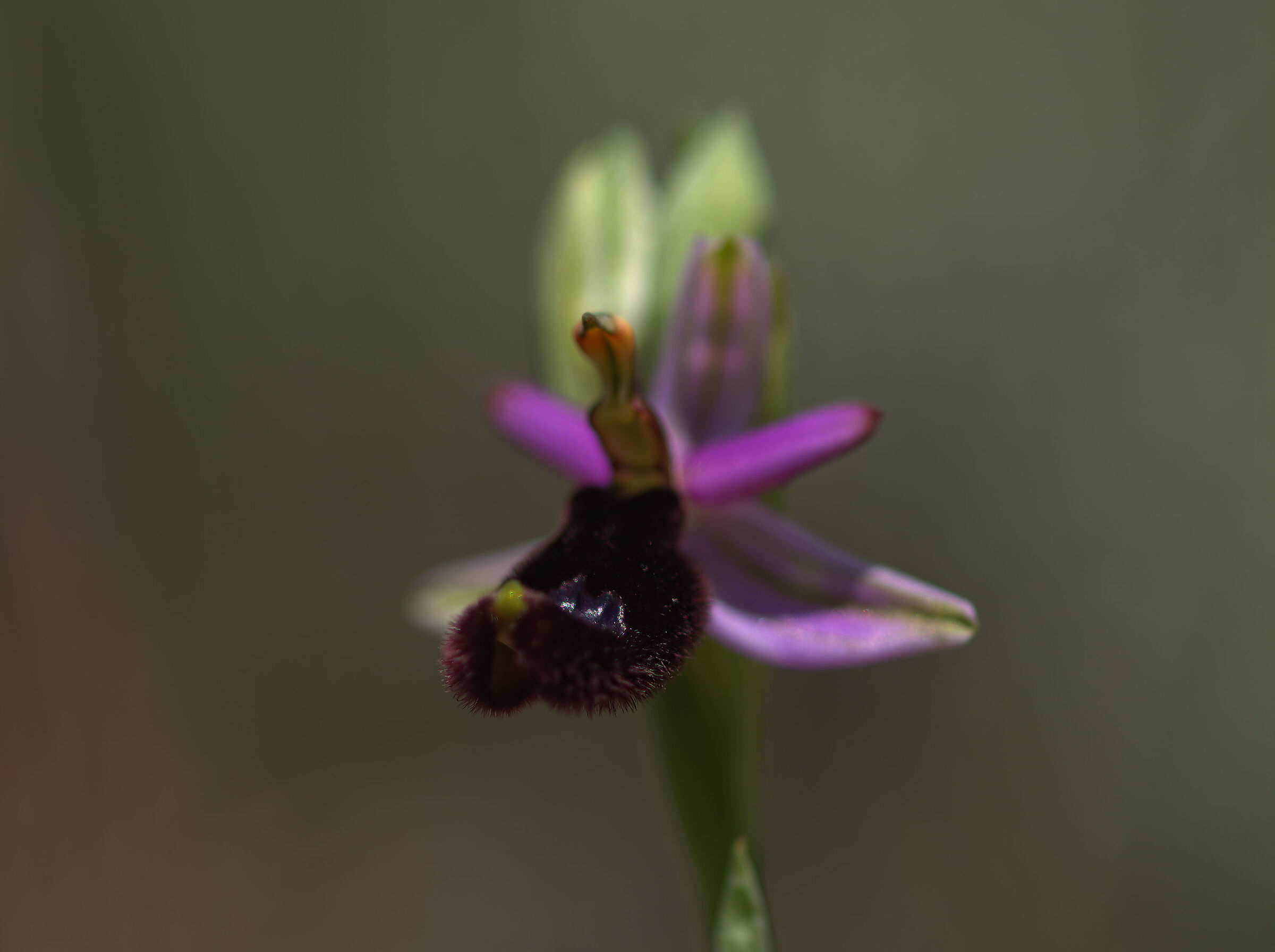 Ophrys bertolonii