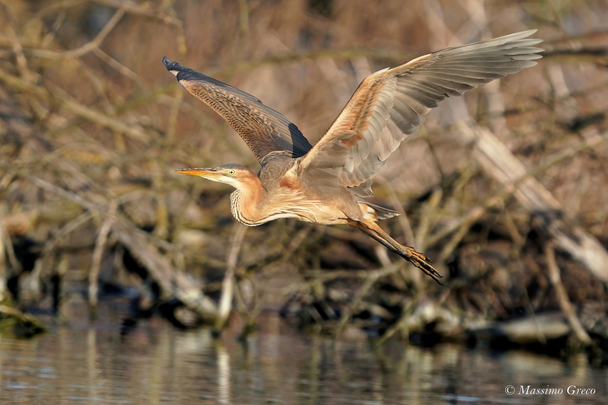 Airone rosso (Ardea purpurea)