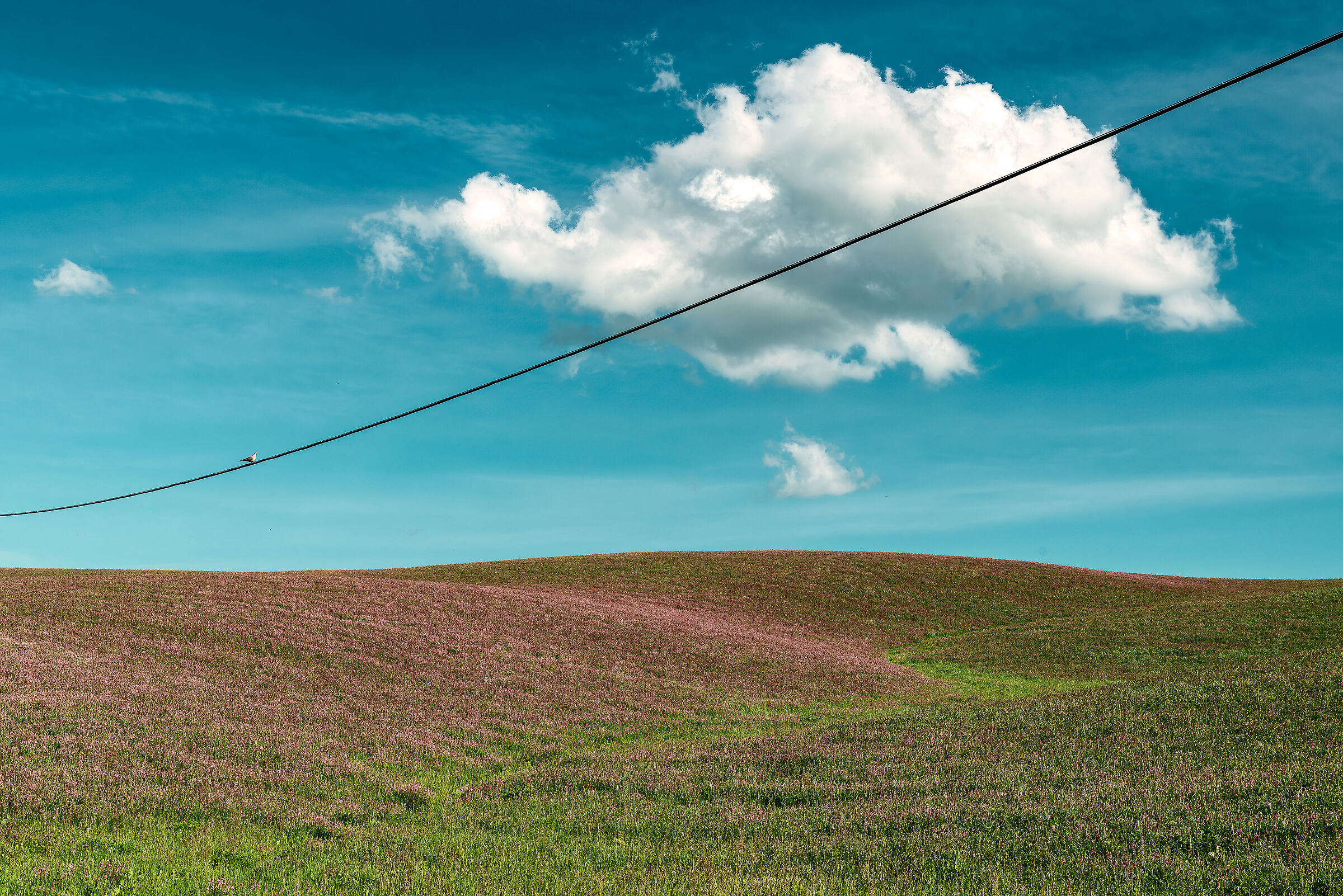 il piccione osservatore,val d'orcia