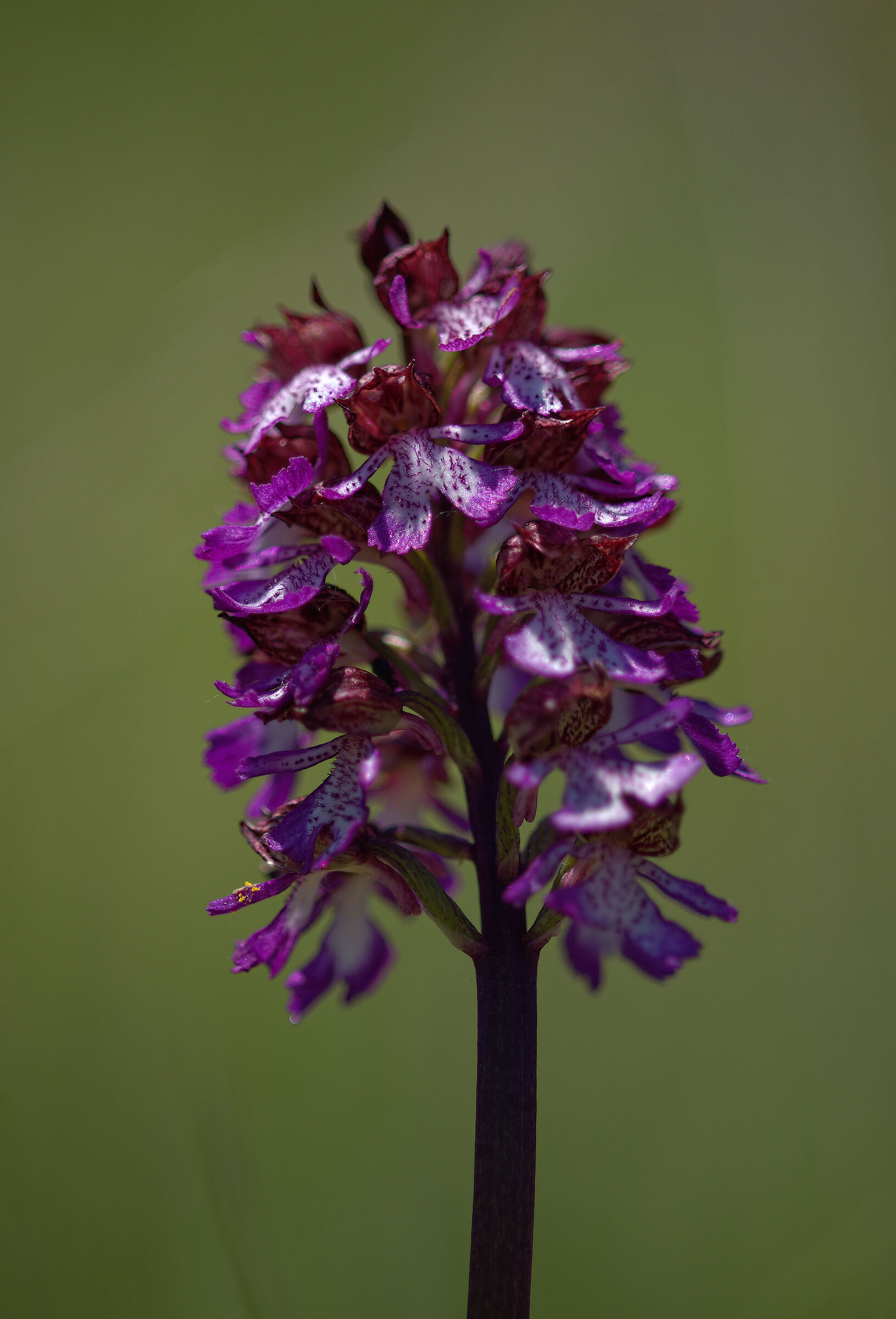 Ophrys purpurea