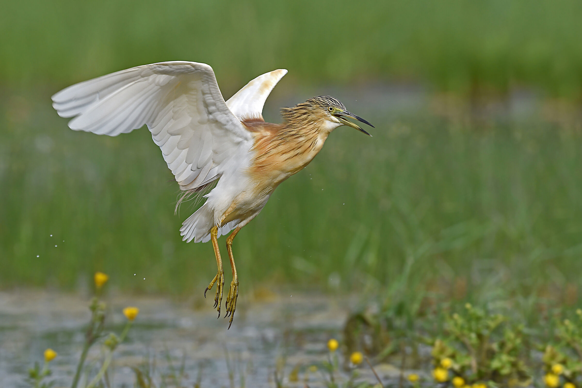 Storie di piume 4  (Sgarza ciuffetto)
