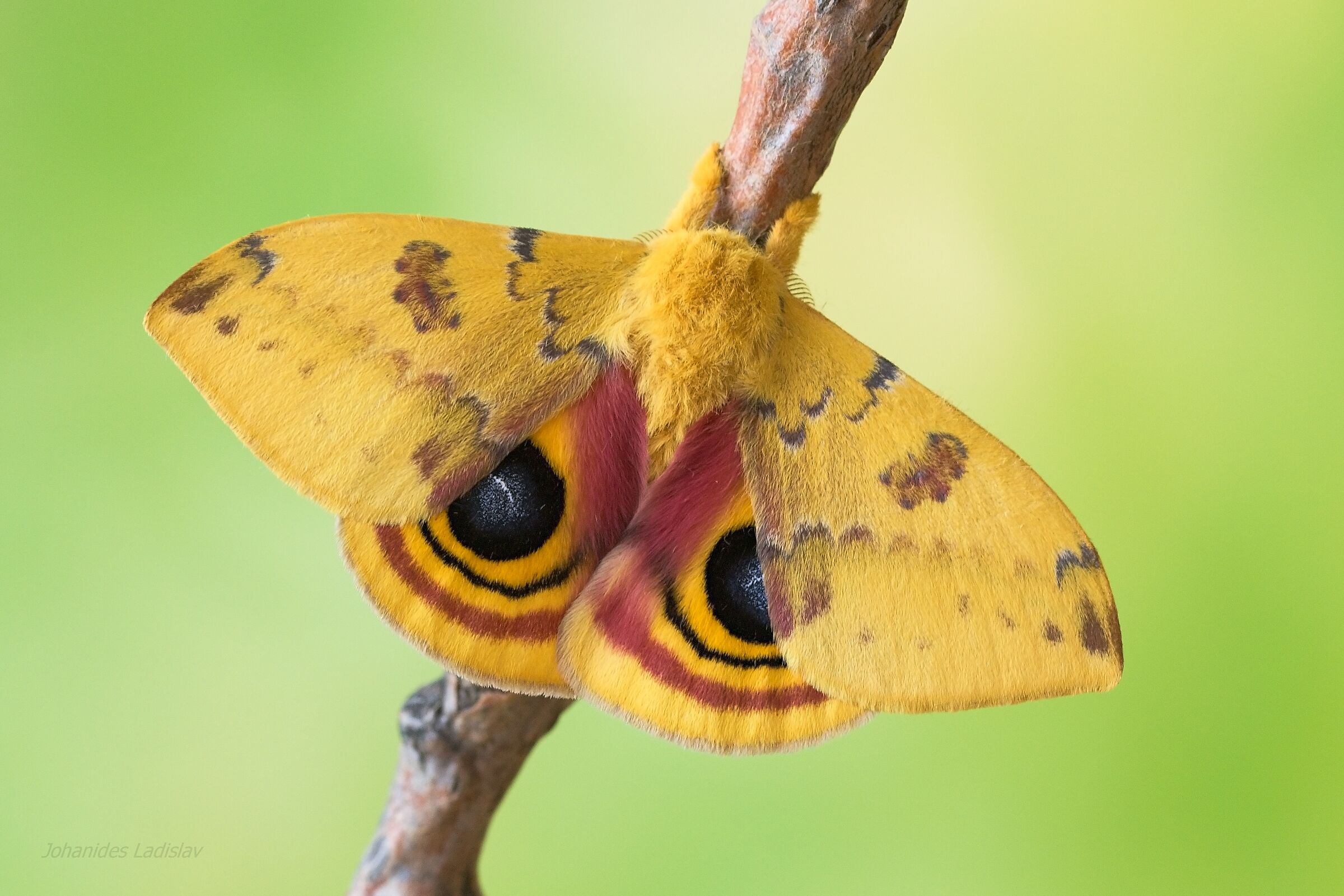 Automeris io (maschio)