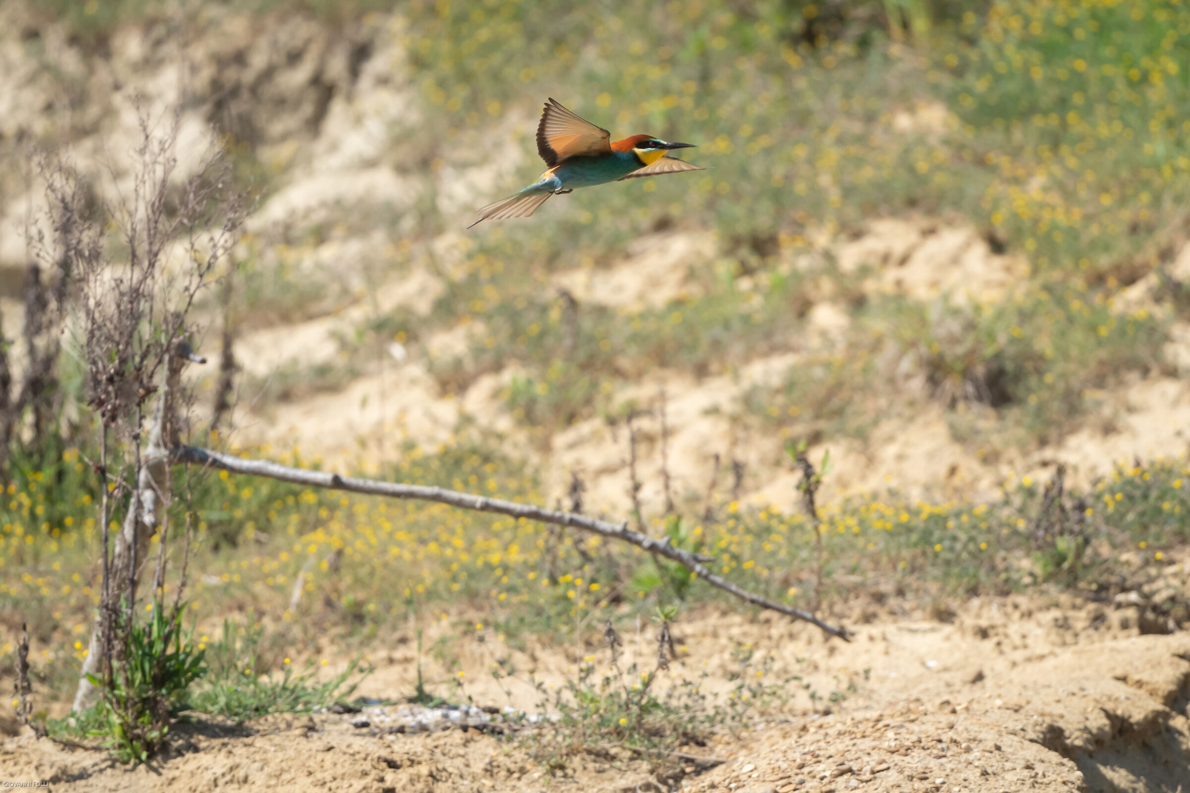 bee-eater
