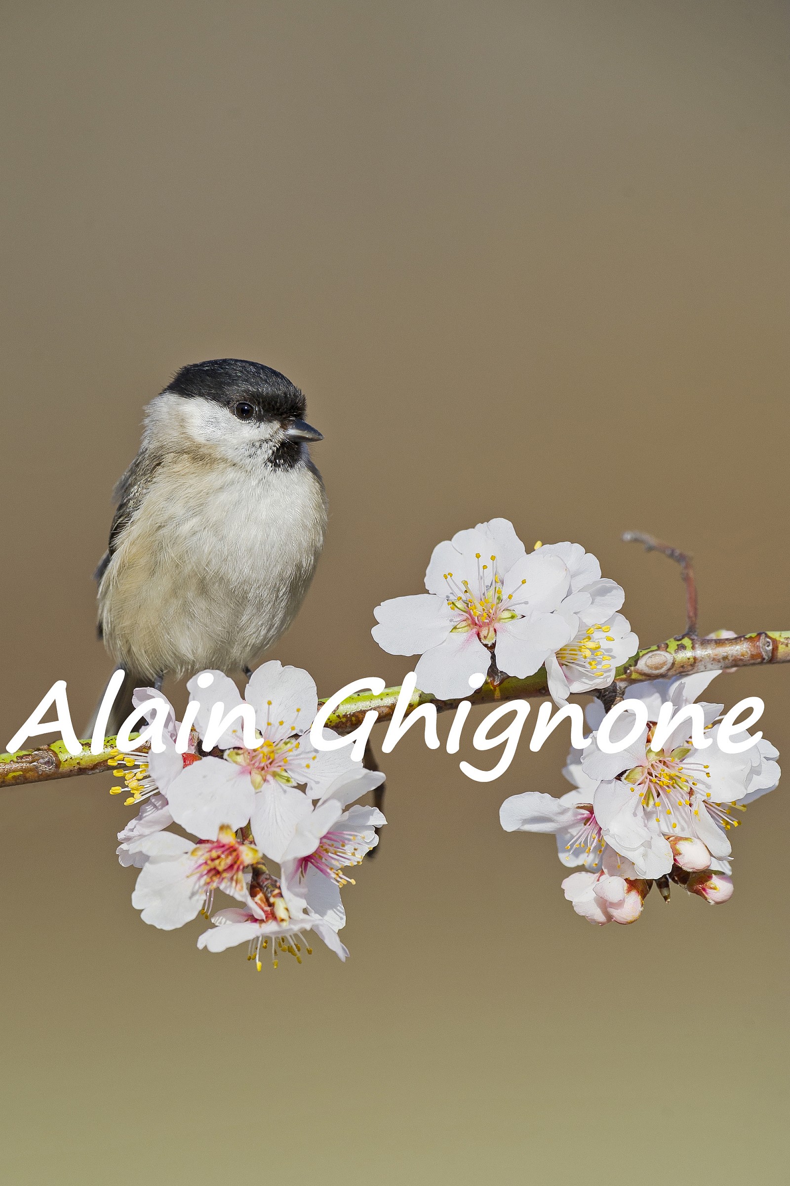 il testimone della fioritura...