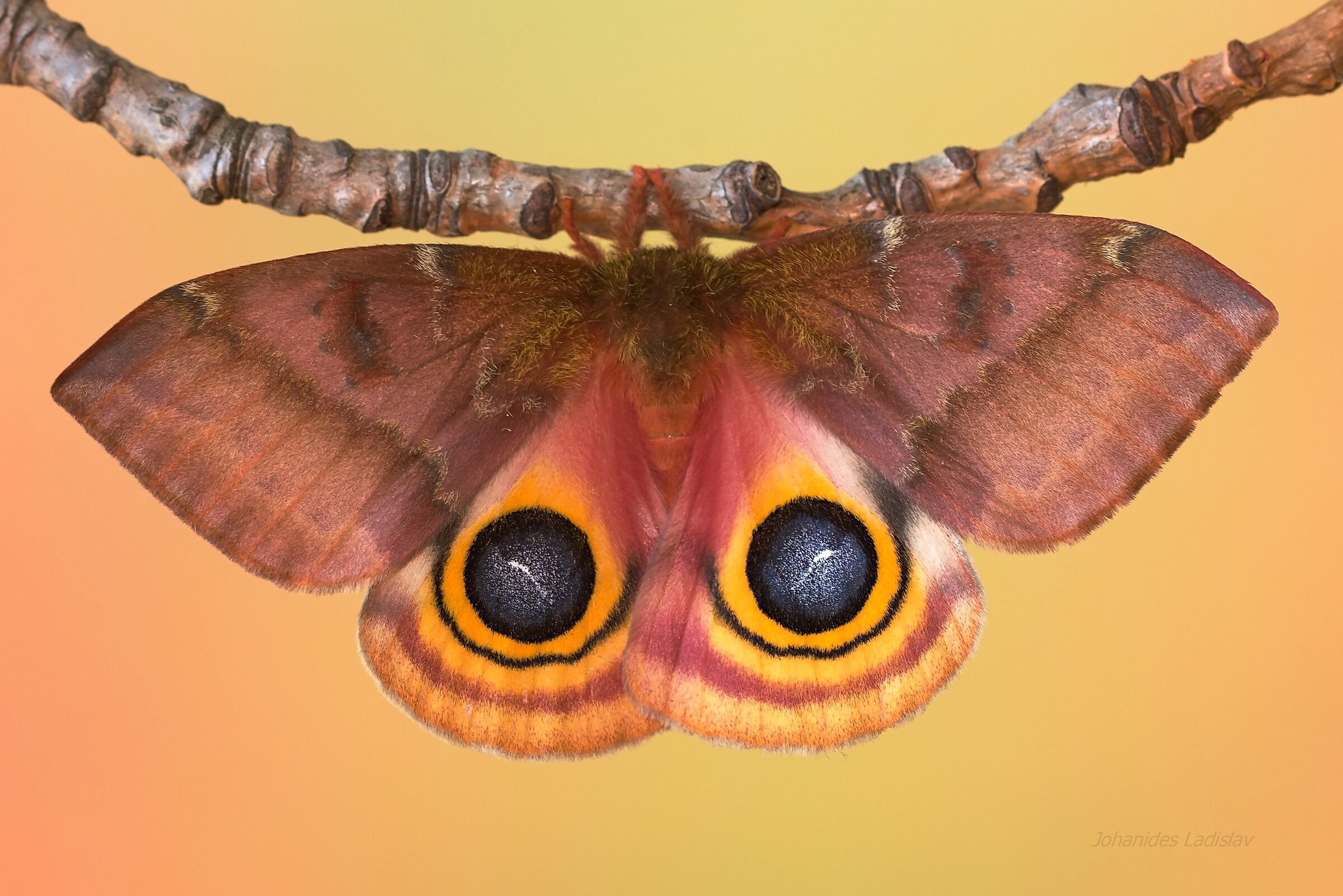 Automeris io (femmina)