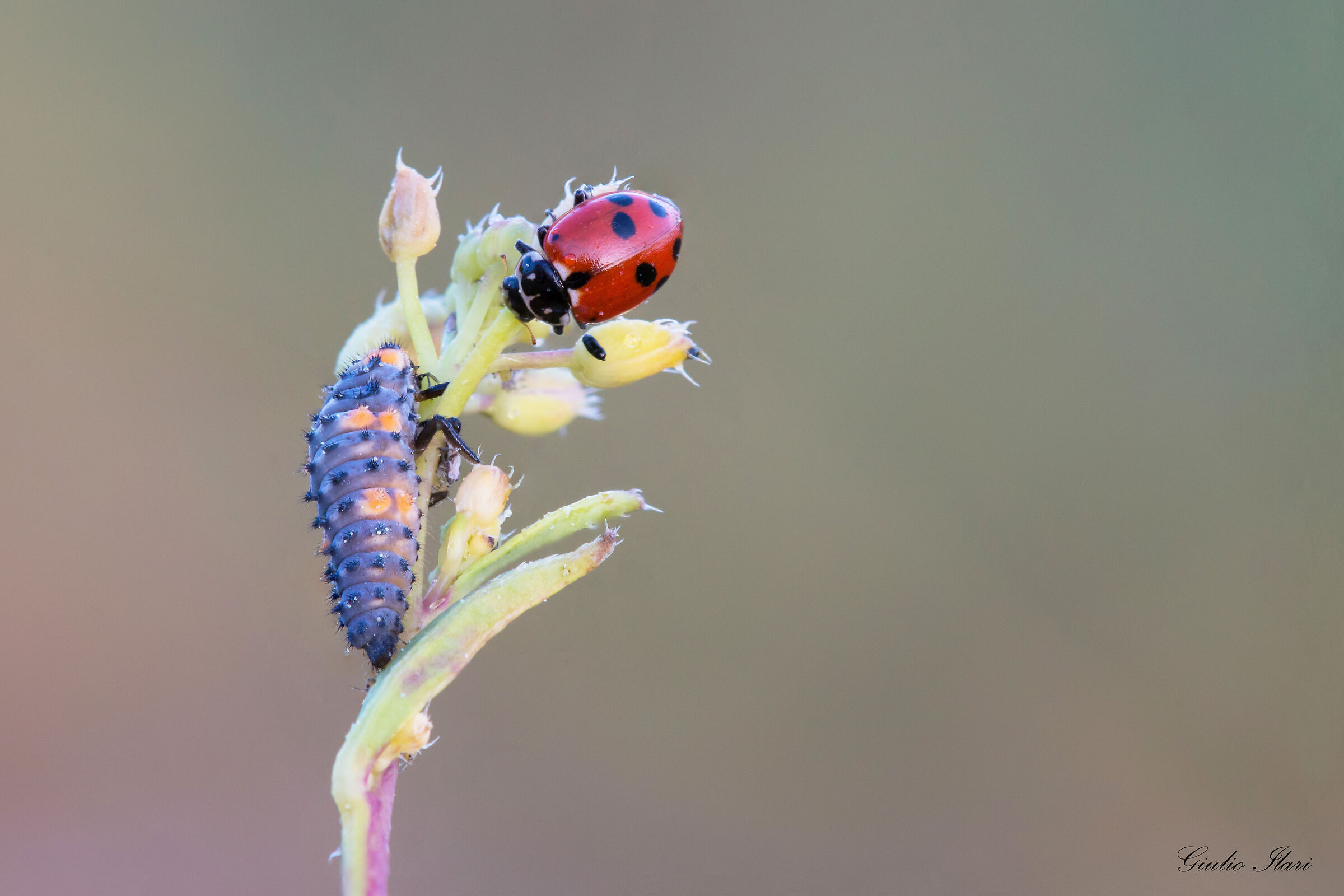 coccinella 7 punte con larva