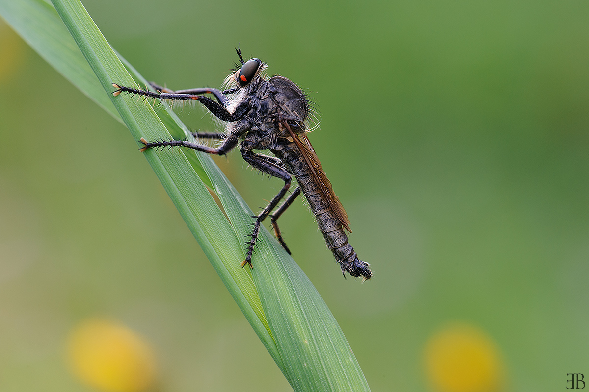 Asilidae