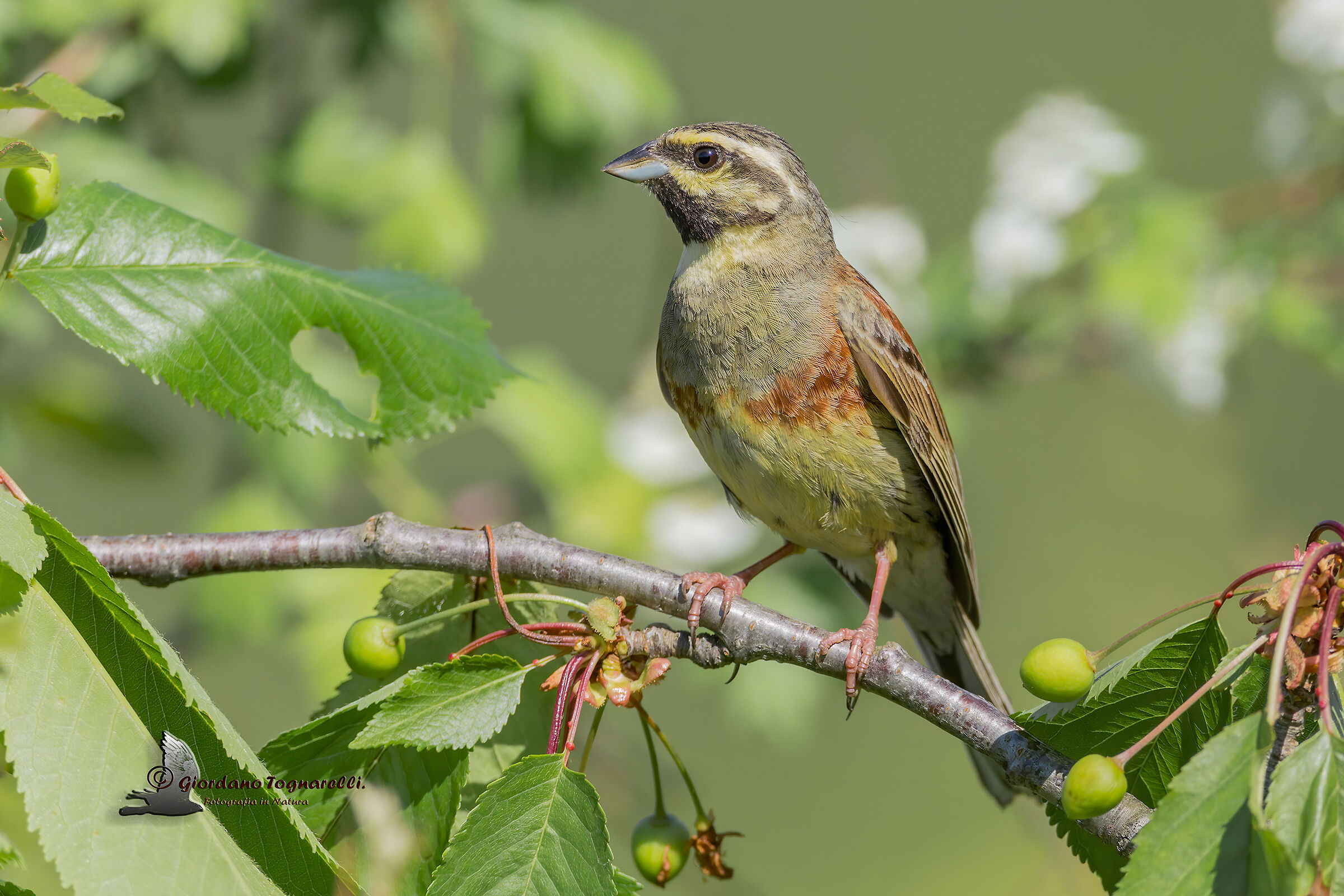 Zigolo nero (Emberiza cirlus)