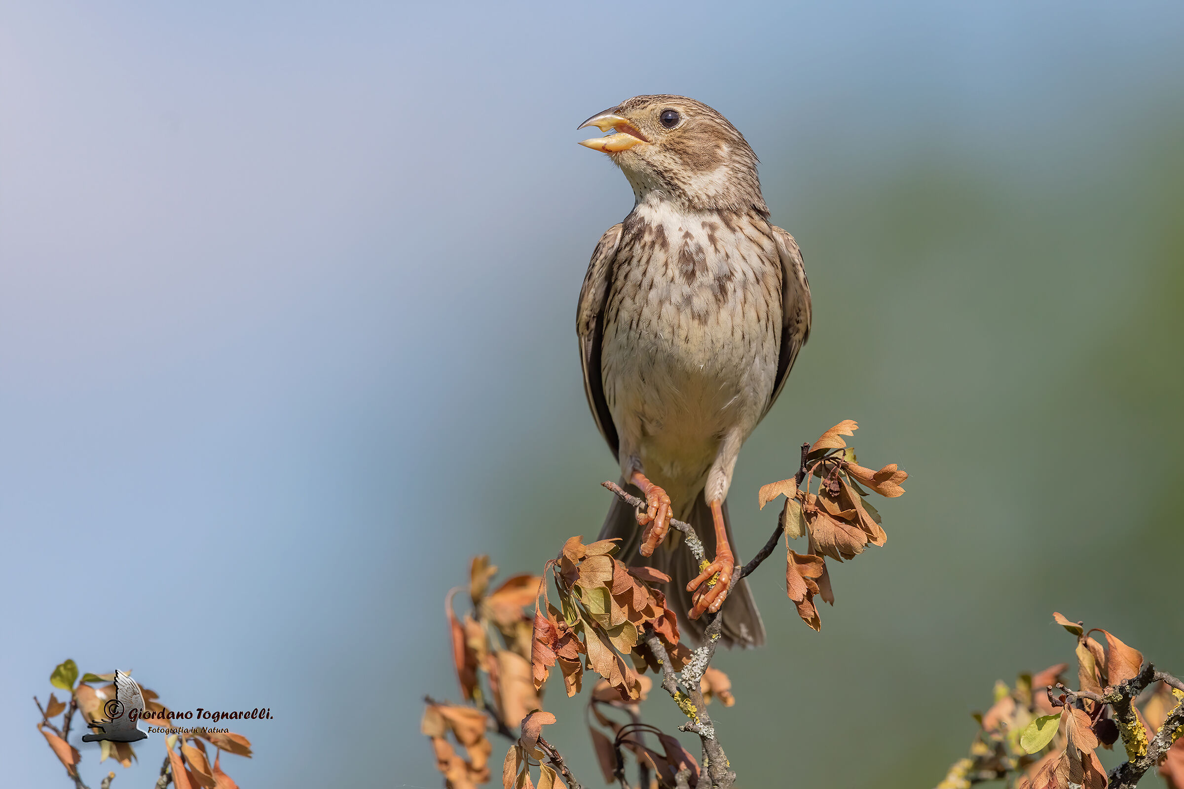 Squealing (Emberiza calandra)